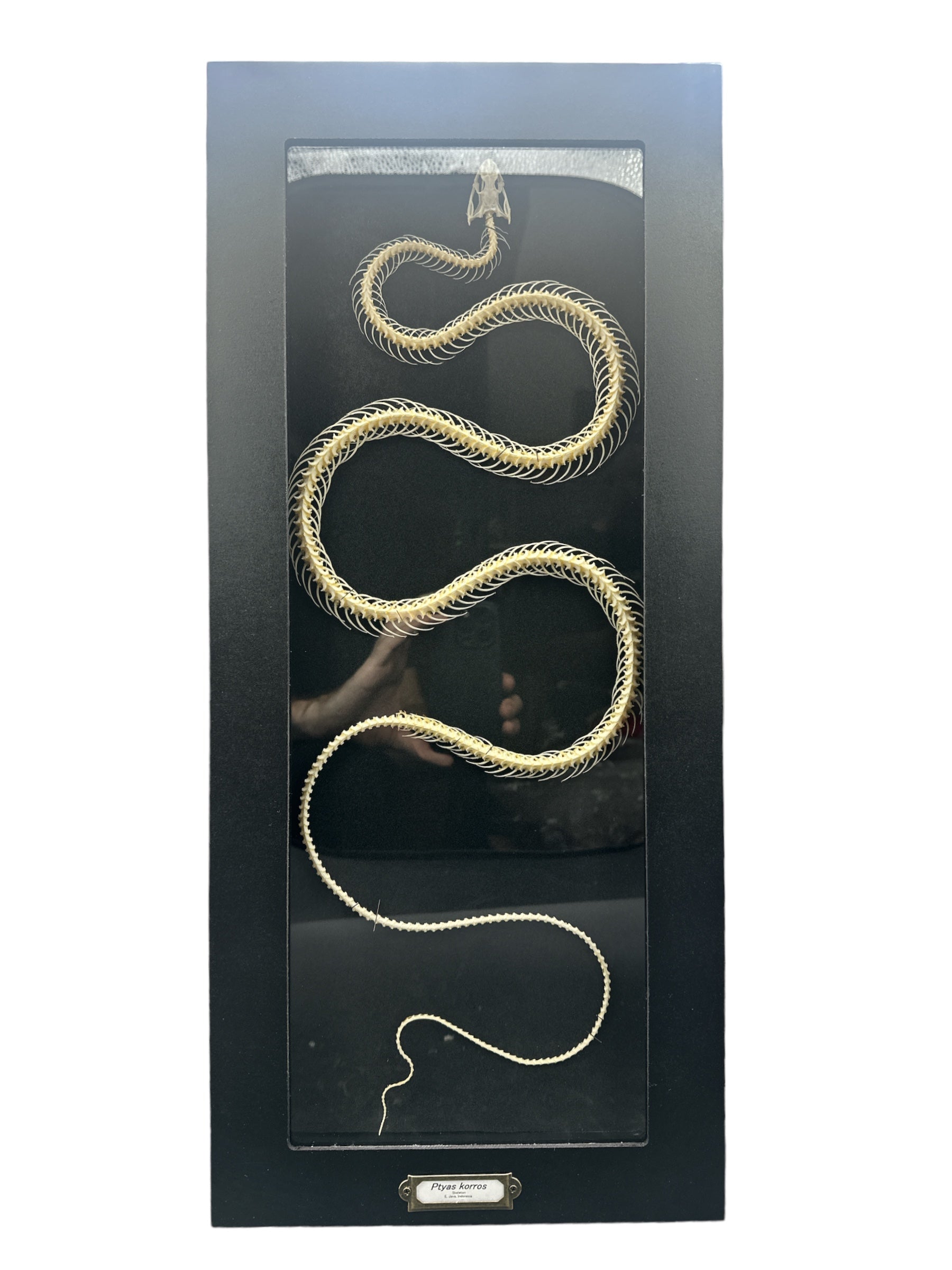 Indo-Chinese Rat Snake - Skeleton (Ptyas korros) - 6x19" Frame
