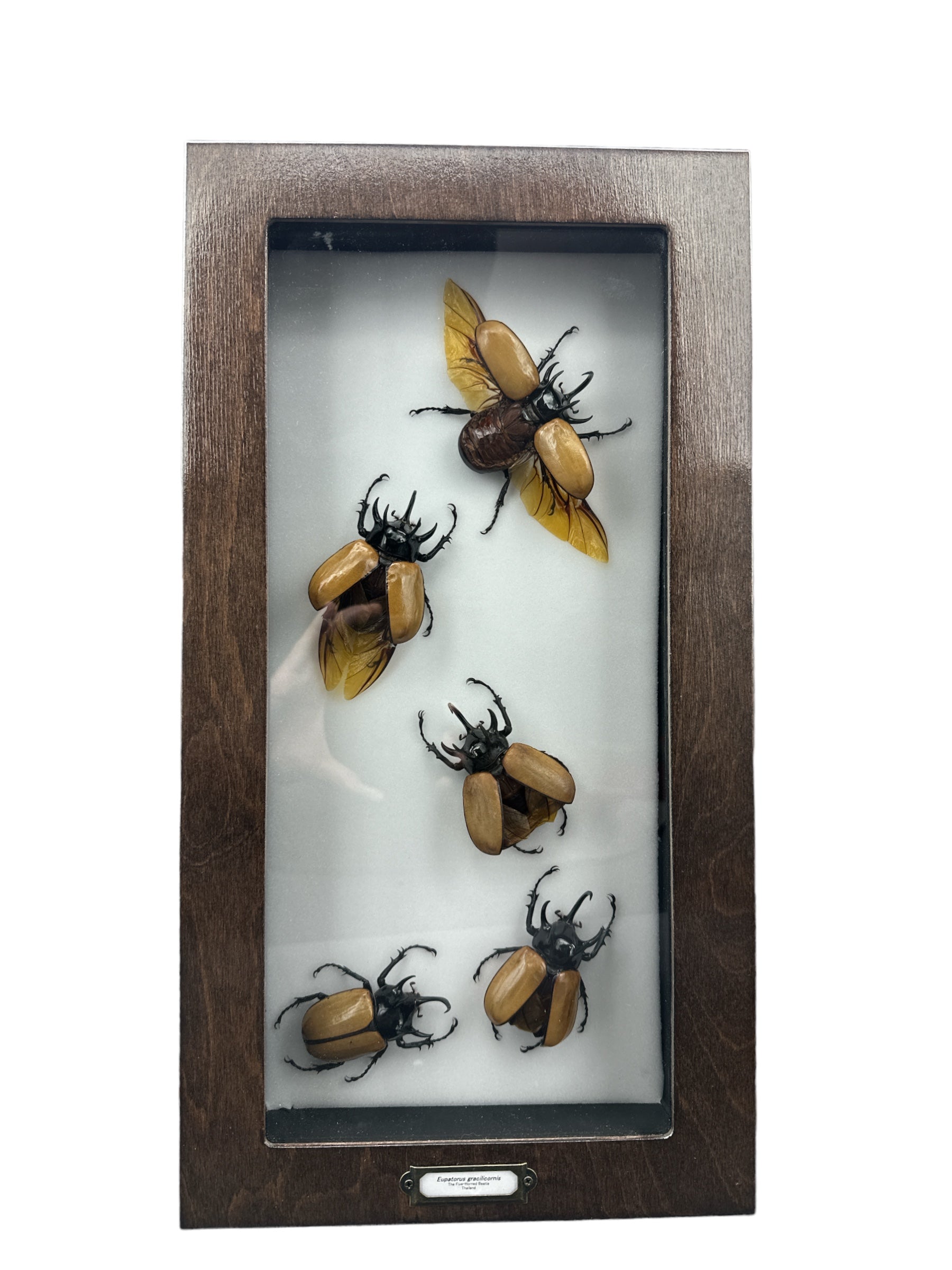 Five-Horned Rhino Beetle (Eupatorus gracilicornis) - 6x19" Frame