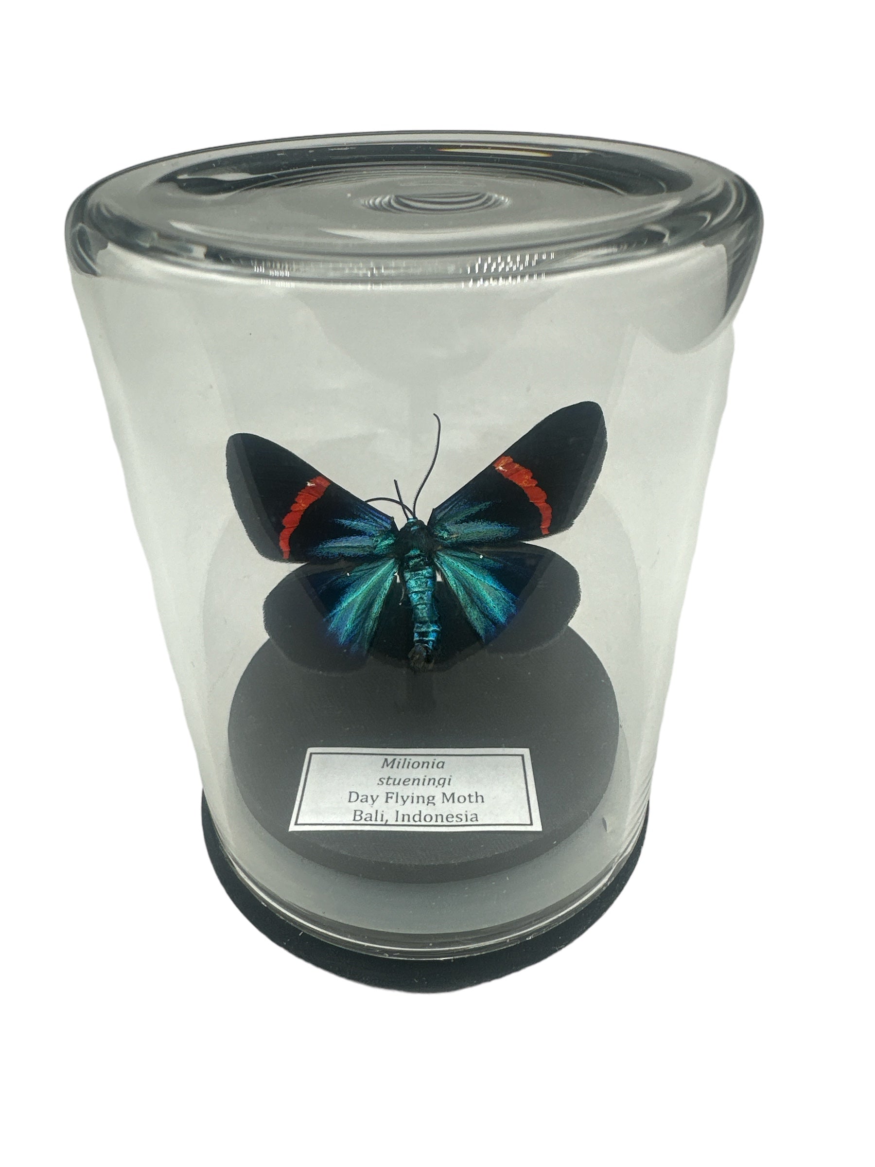 Metallic Blue Moth (Milionia stueningi) - Glass Dome - Small