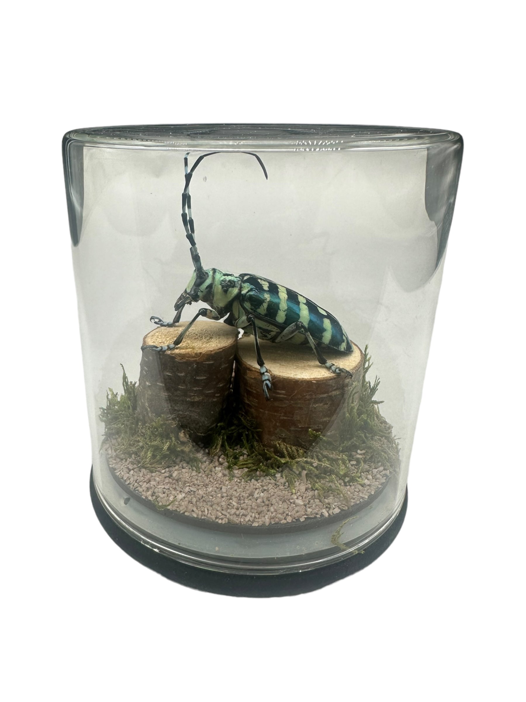 Blue Longhorn Beetle (Anoplophora zonatrix) - Glass Dome - Medium