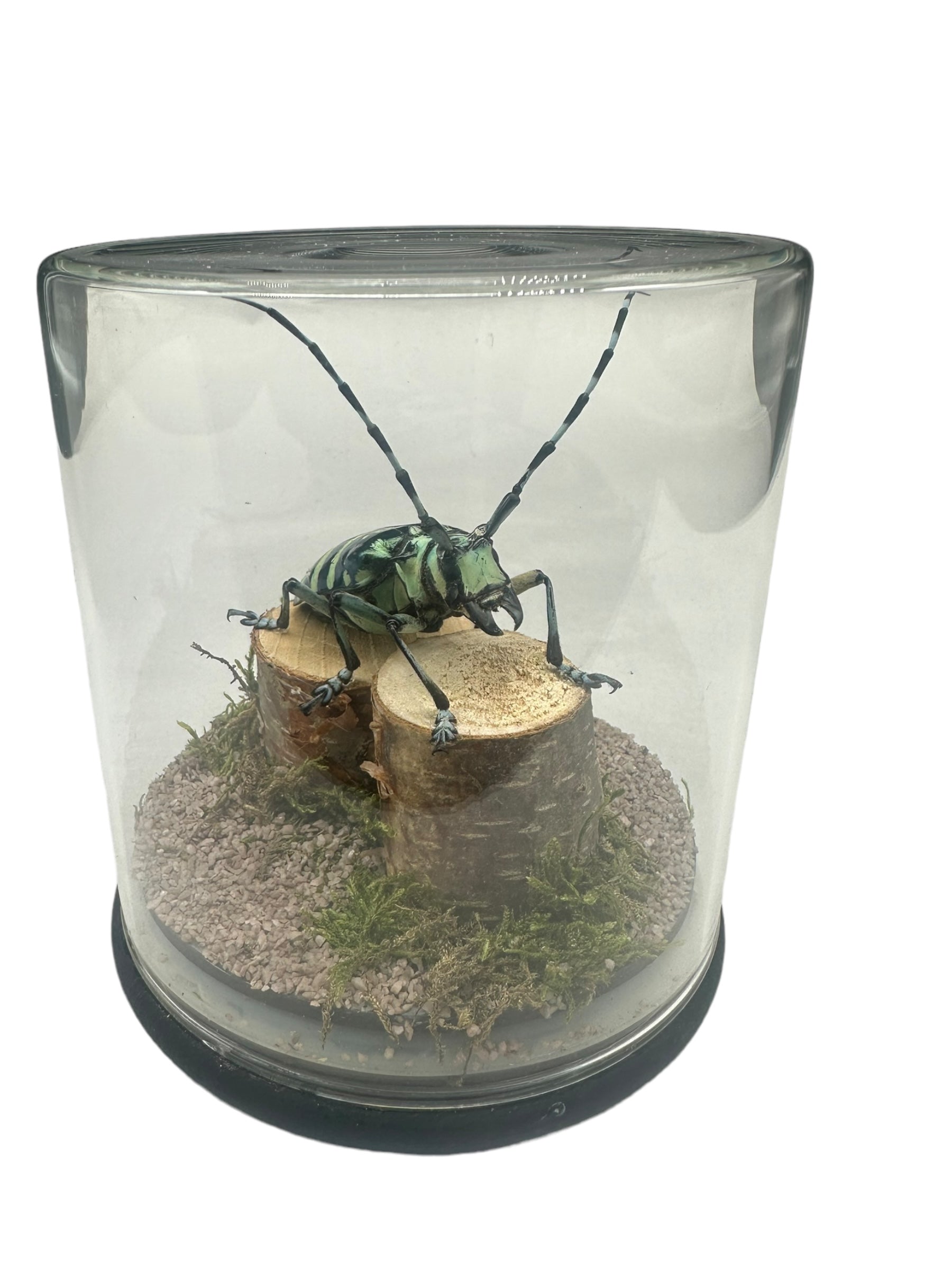 Blue Longhorn Beetle (Anoplophora zonatrix) - Glass Dome - Medium