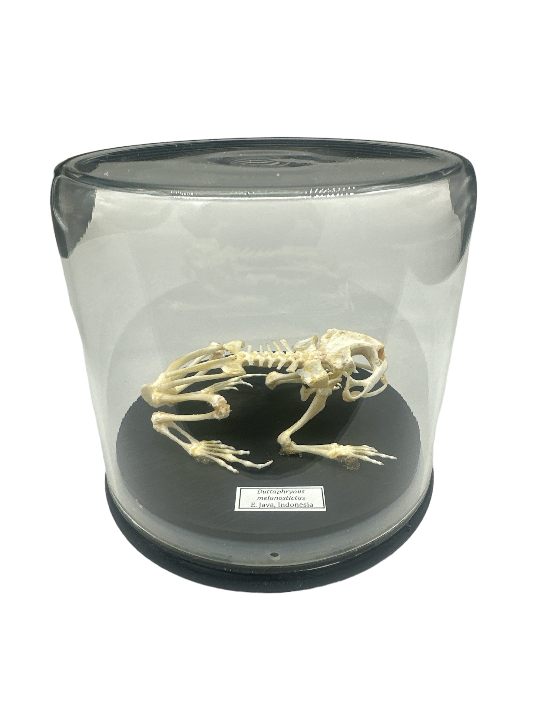 Asian Black-spined Toad - Skeleton Sitting (Duttaphrynus melanostictus) - Glass Dome - Large