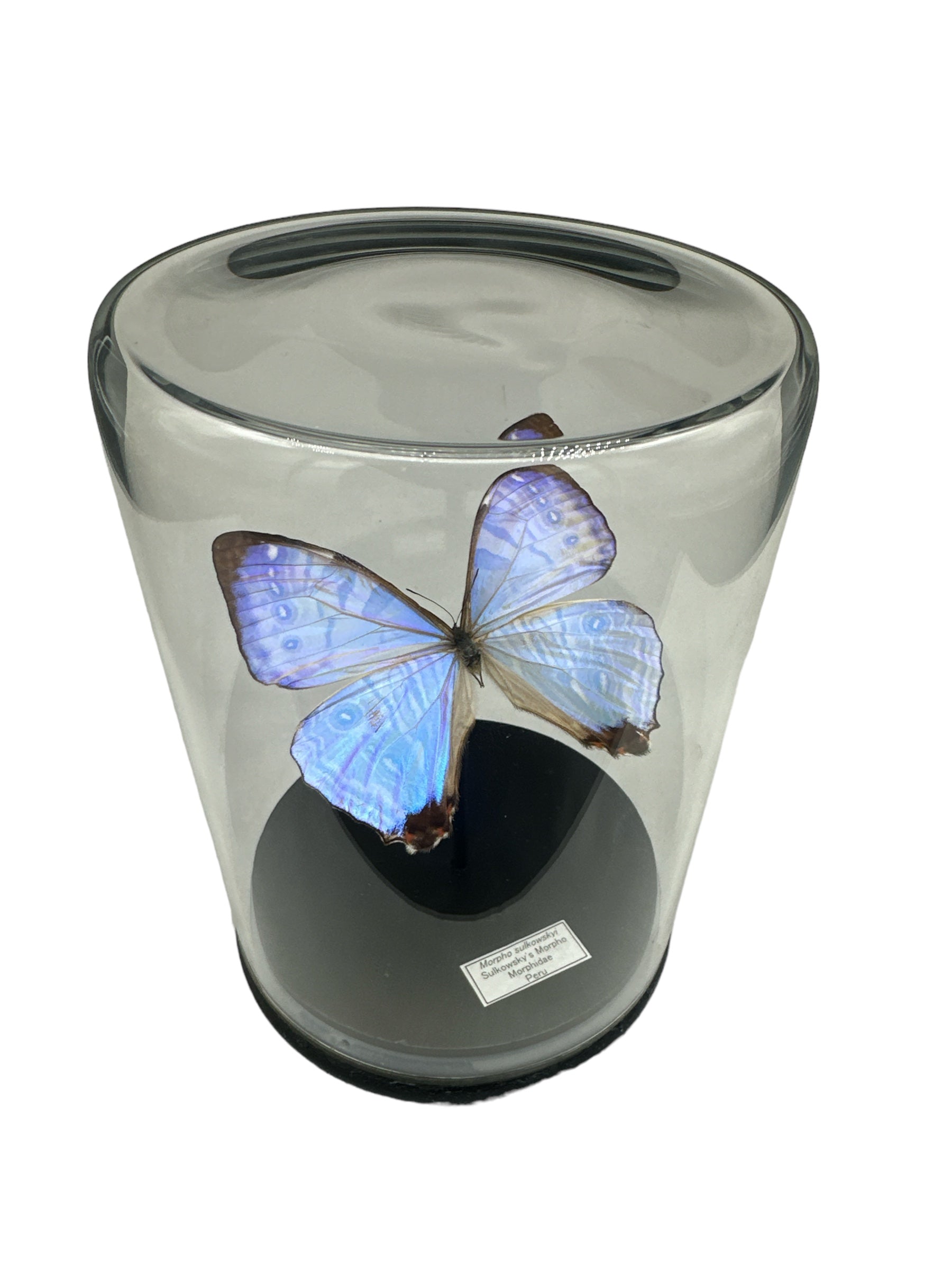 Sulkowsky's Morpho Butterfly (Morpho sulkowskyi) - Glass Dome - Large