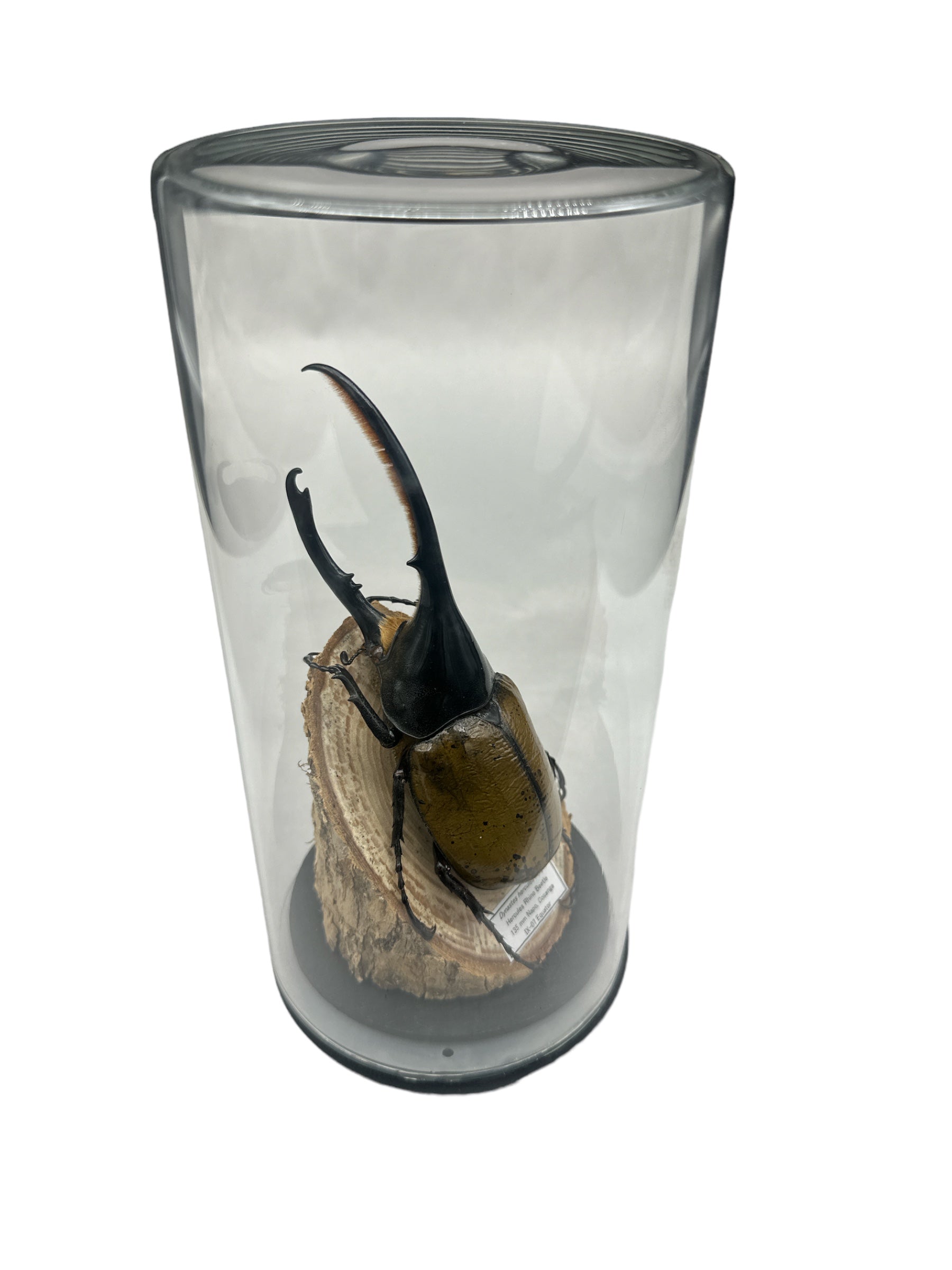 Hercules Beetle (Dynastes hercules) - Glass Dome - Large