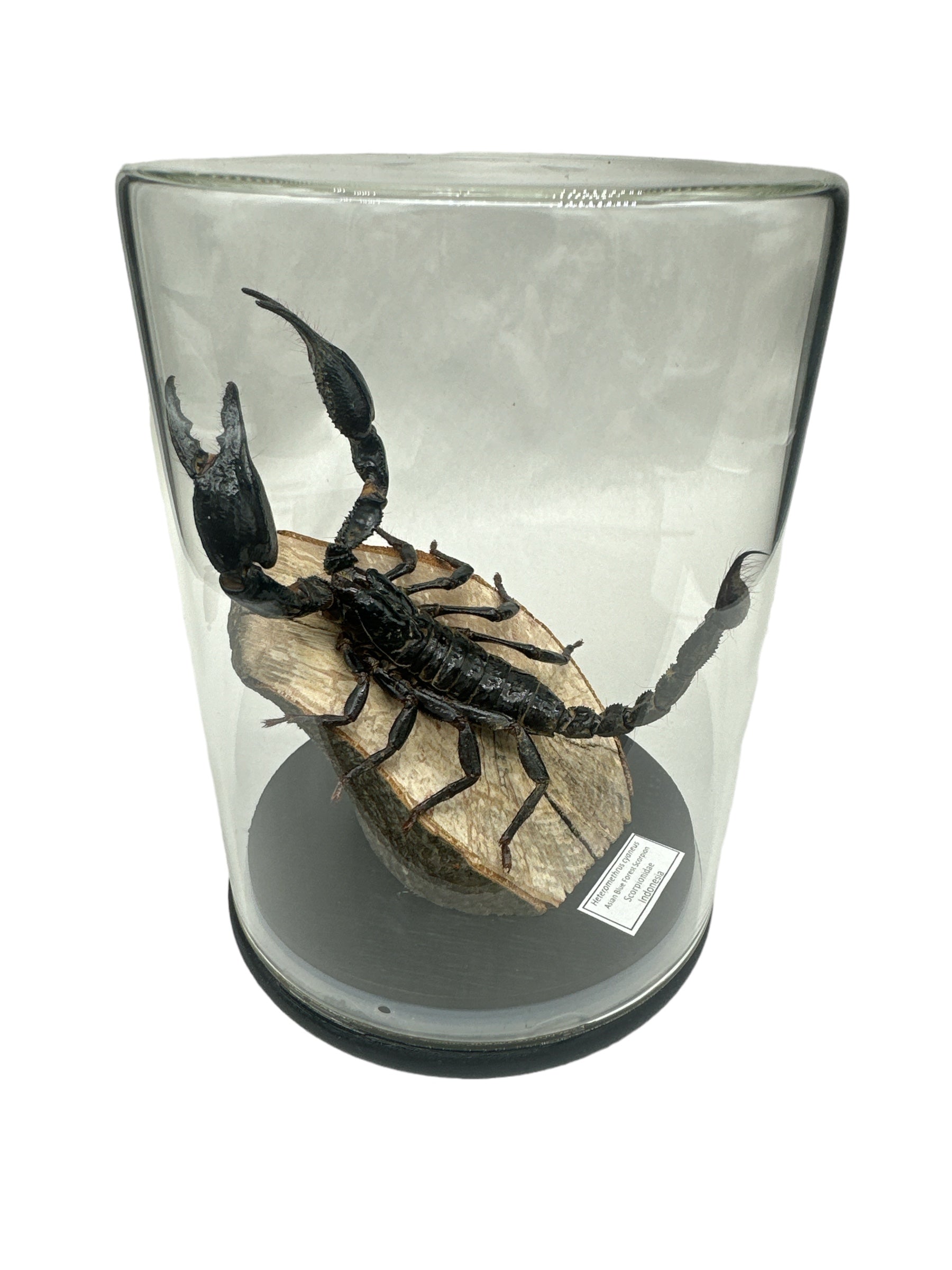 Banded Flat Rock Scorpion (Hadogenes paucidens) - Glass Dome - Large