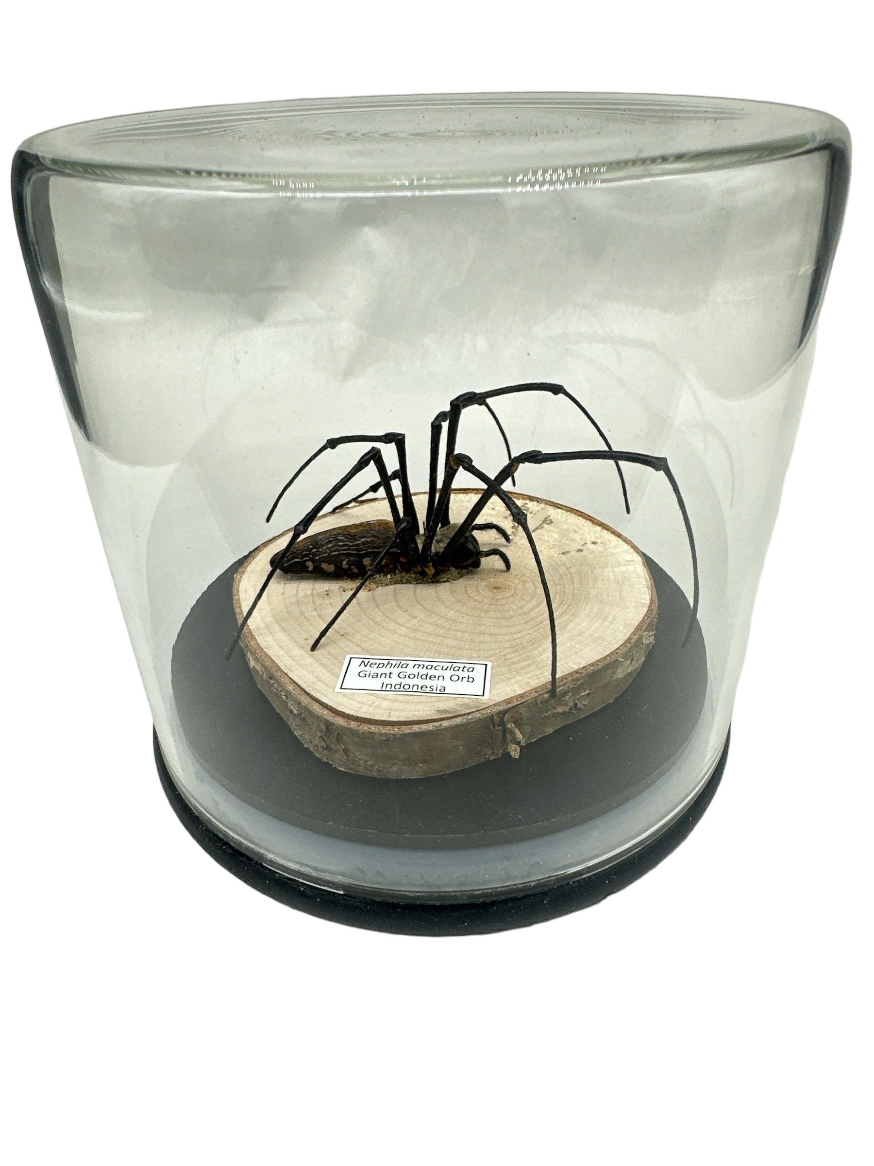 Giant Golden Orb Weaber (Nephila maculata) - Glass Dome - Large