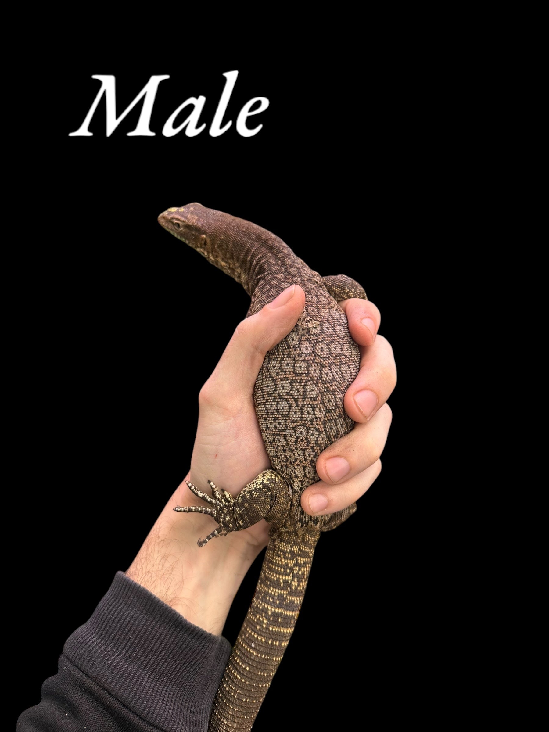 Black-Headed Monitor (Varanus tristis) Pair