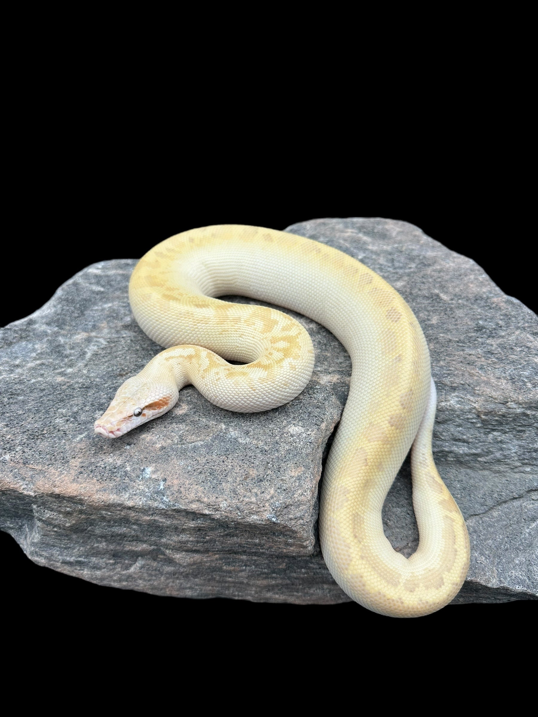Blood Python (T+ Albino Ivory) CBB