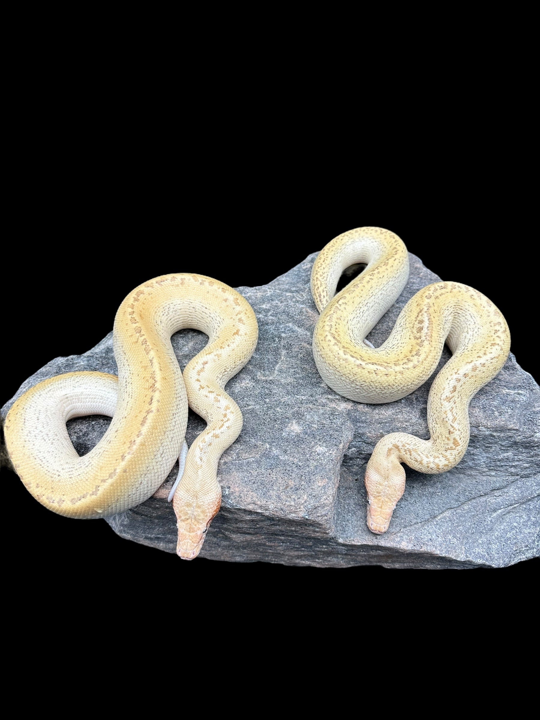 Blood Python (Electrostatic - T+ Albino Ivory Batik) CBB