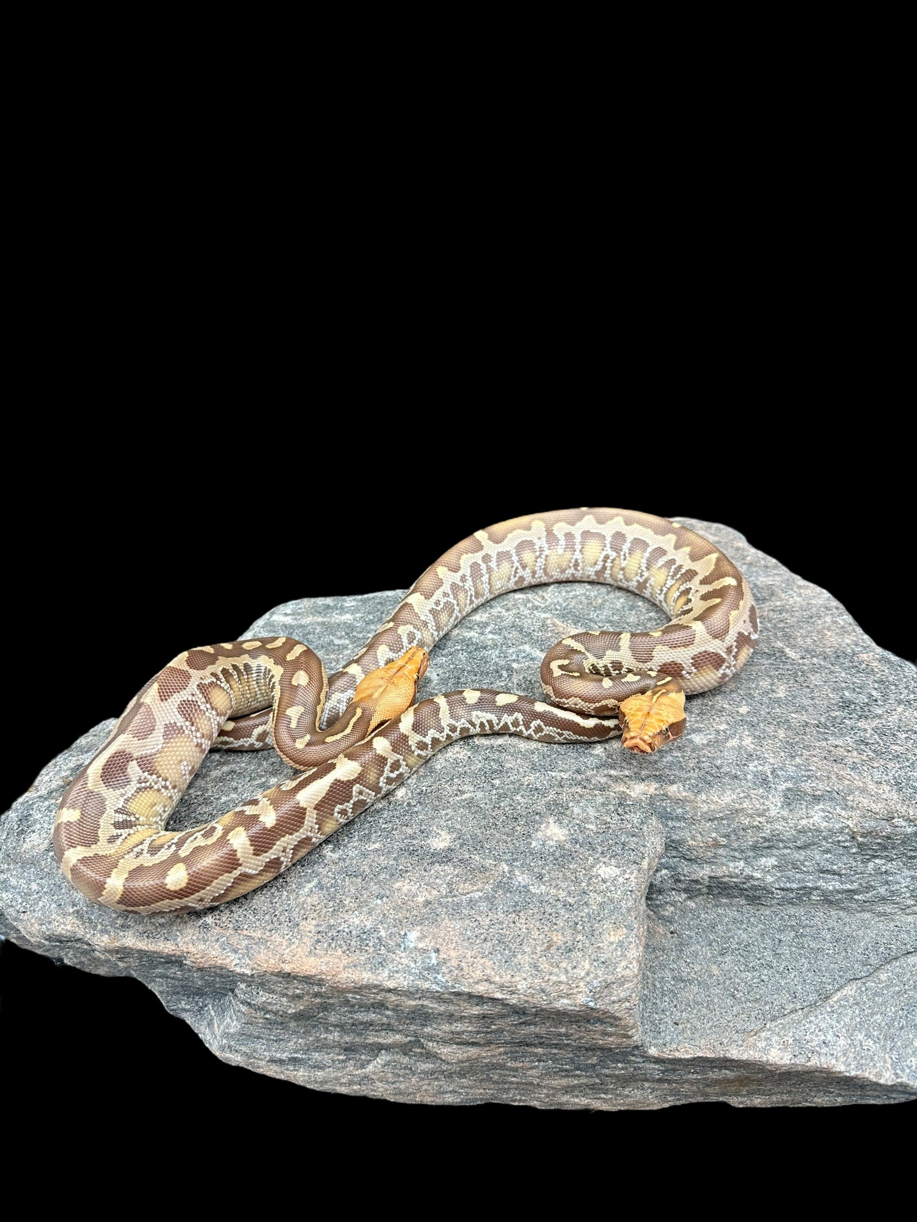 Sumatran Short Tailed Python (T+ Albino)