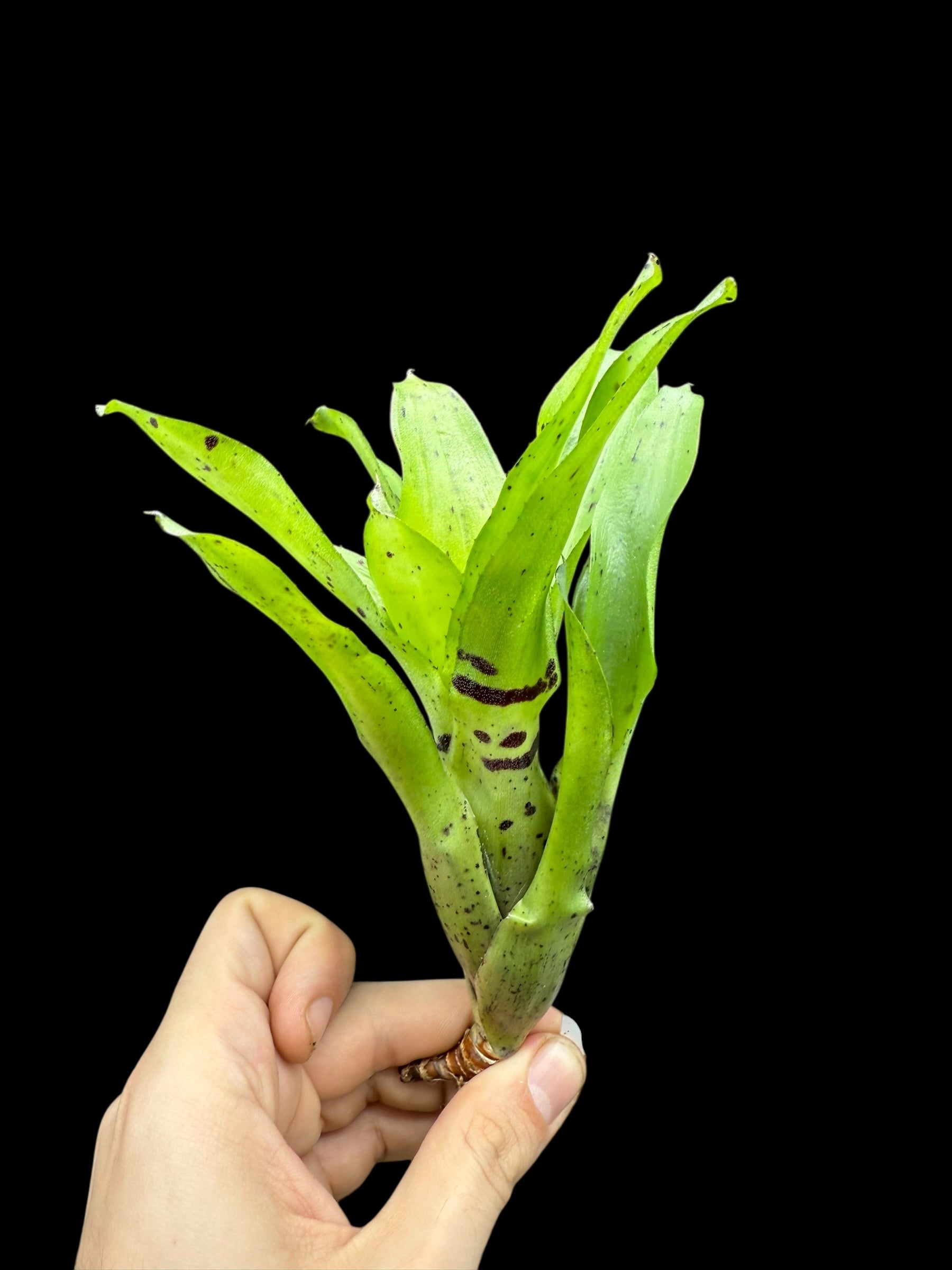 Neoregelia Offissa Pup