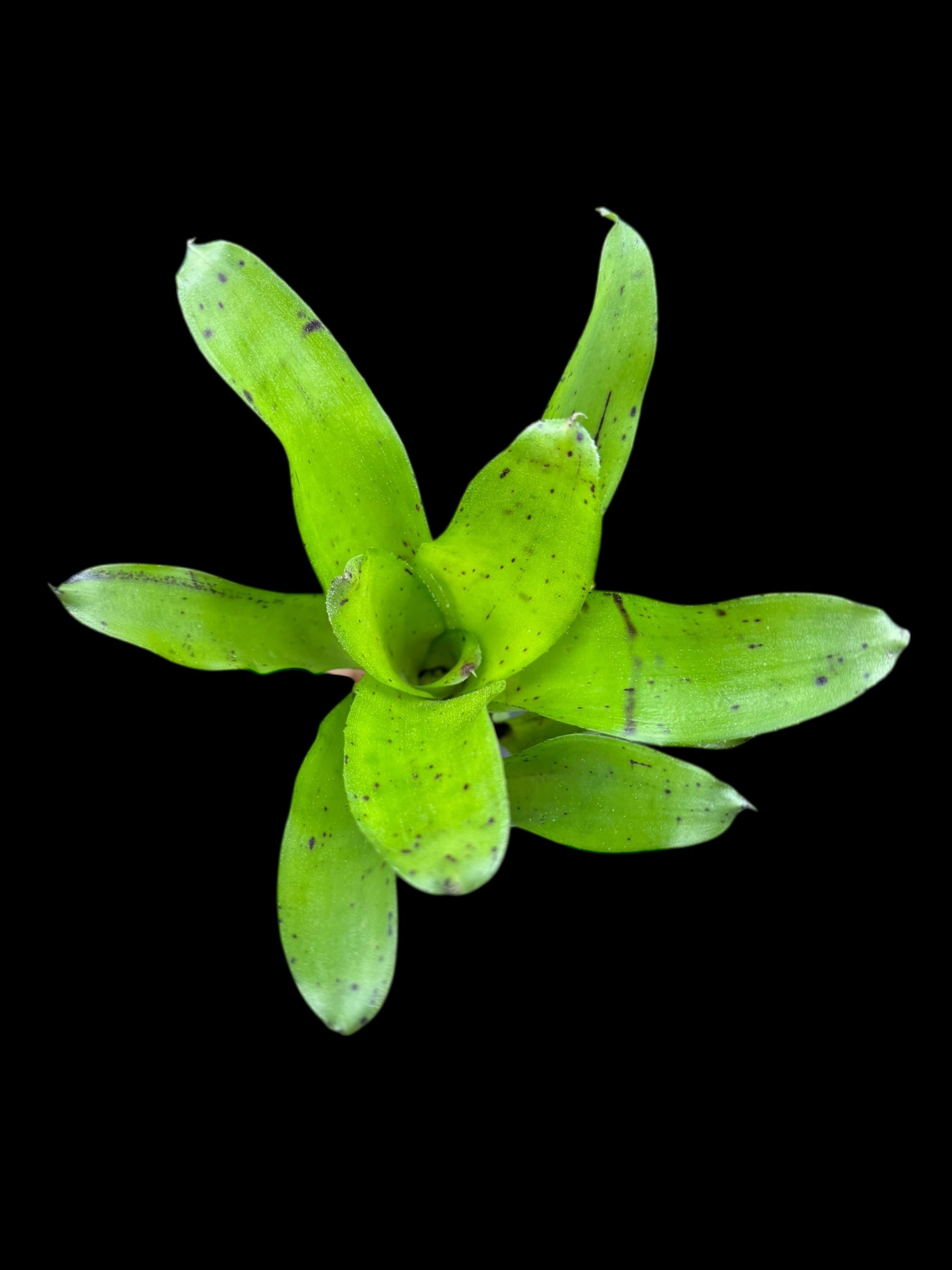 Neoregelia Offissa Pup