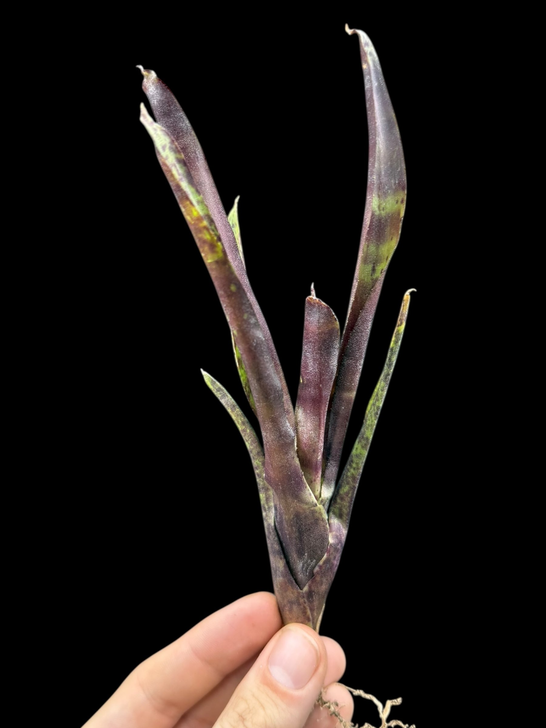 Tarte aux myrtilles Neoregelia