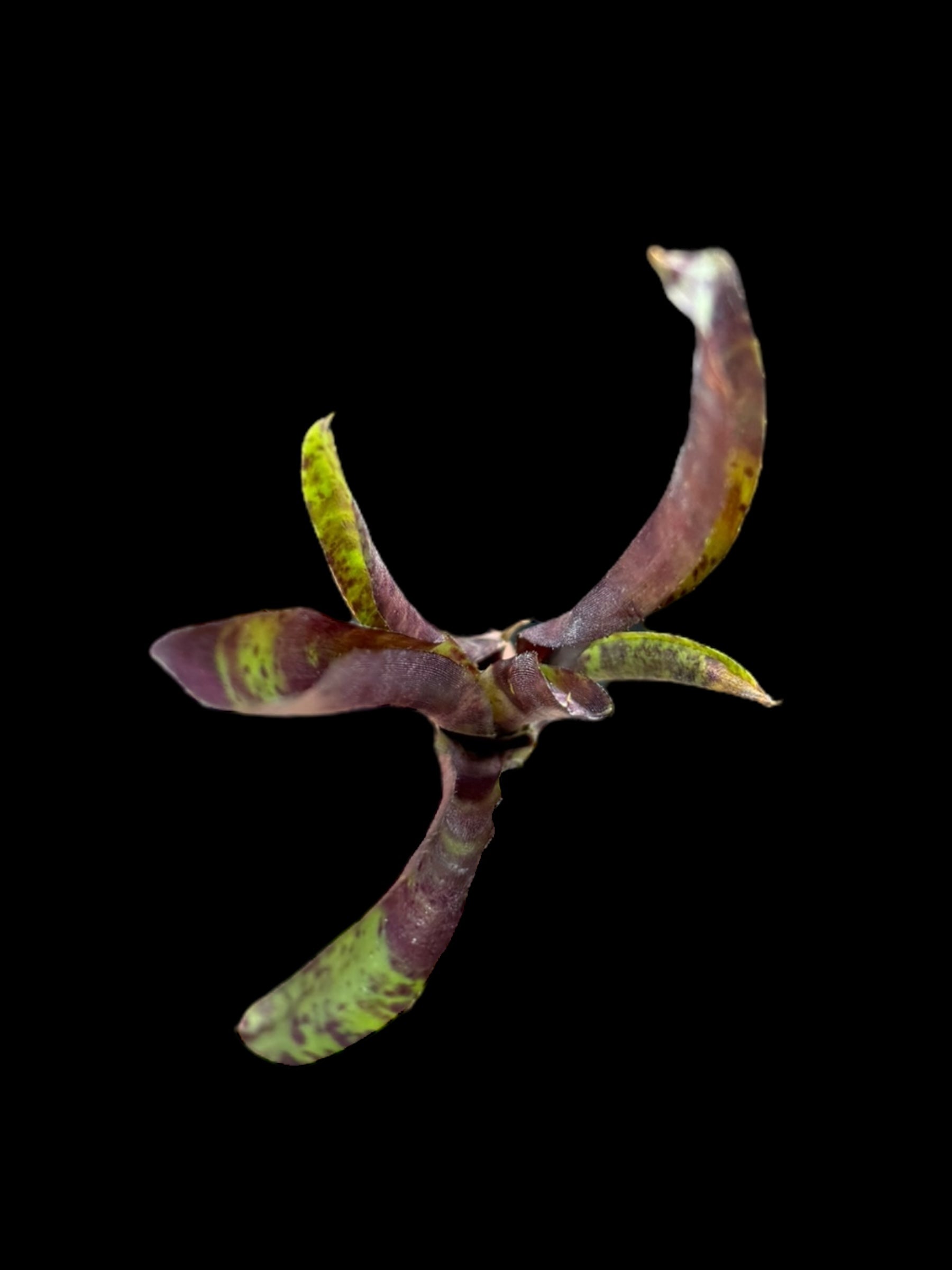 Tarte aux myrtilles Neoregelia