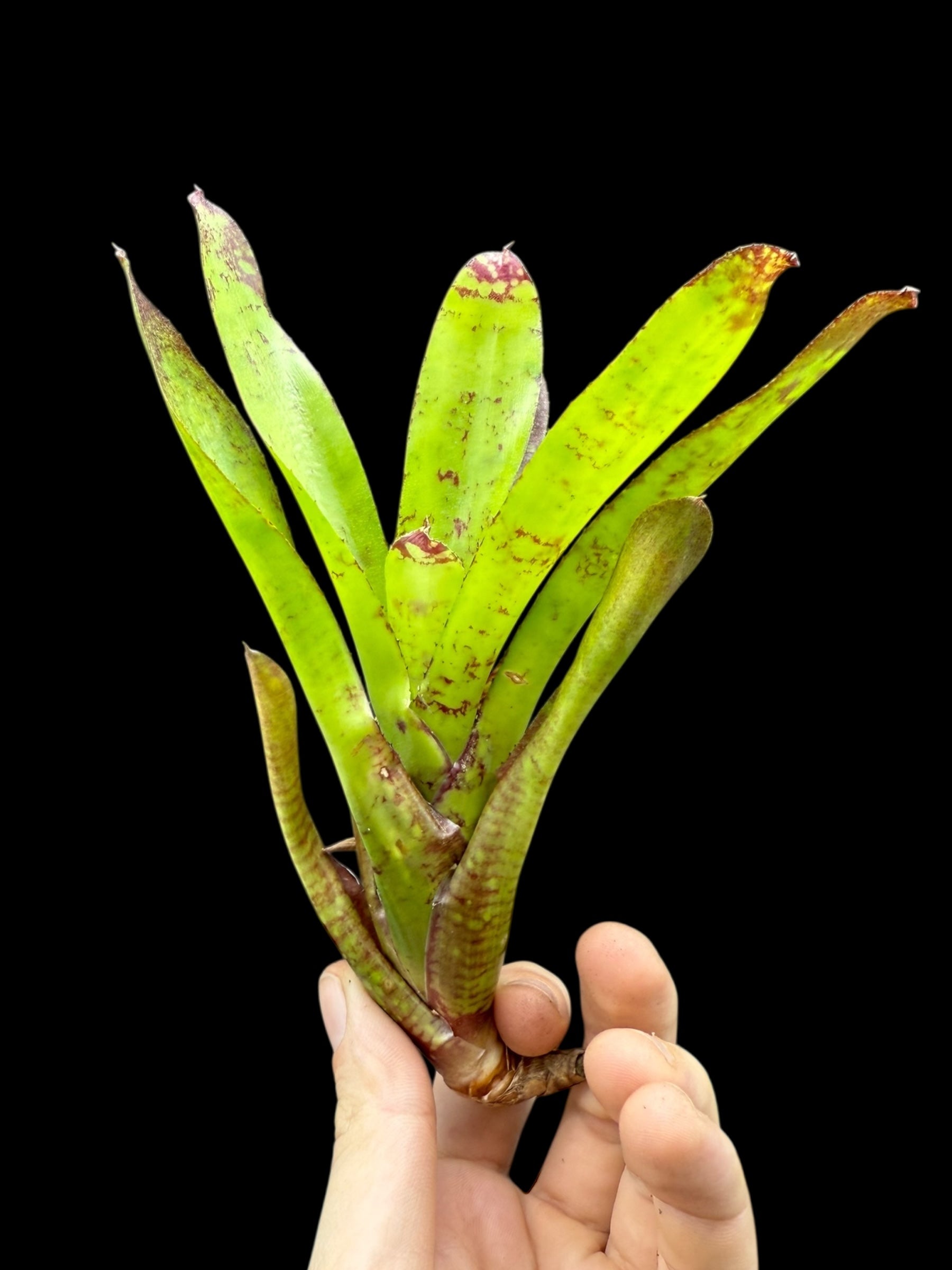 Soupe de canard Neoregelia
