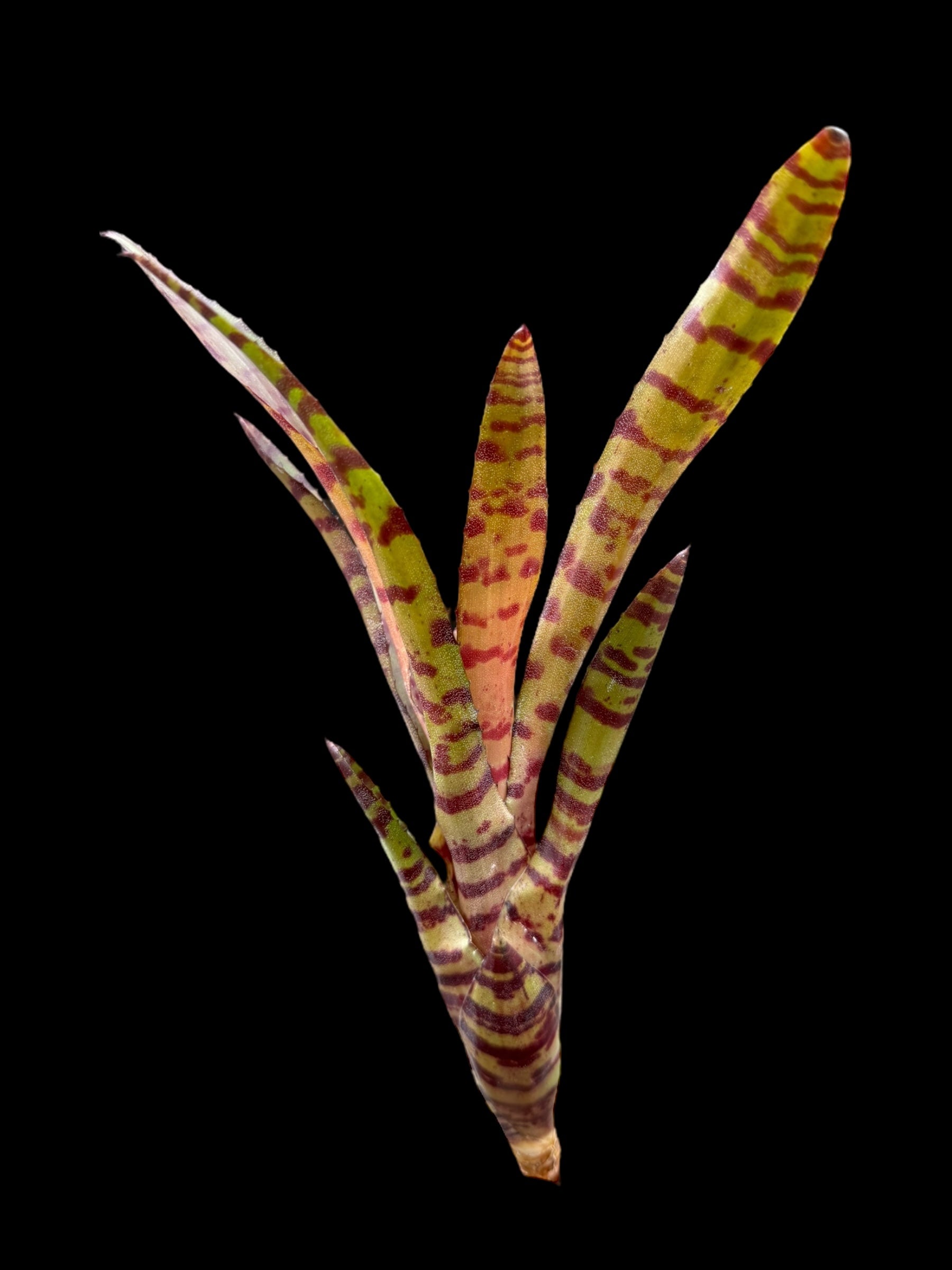 Neoregelia Bam!