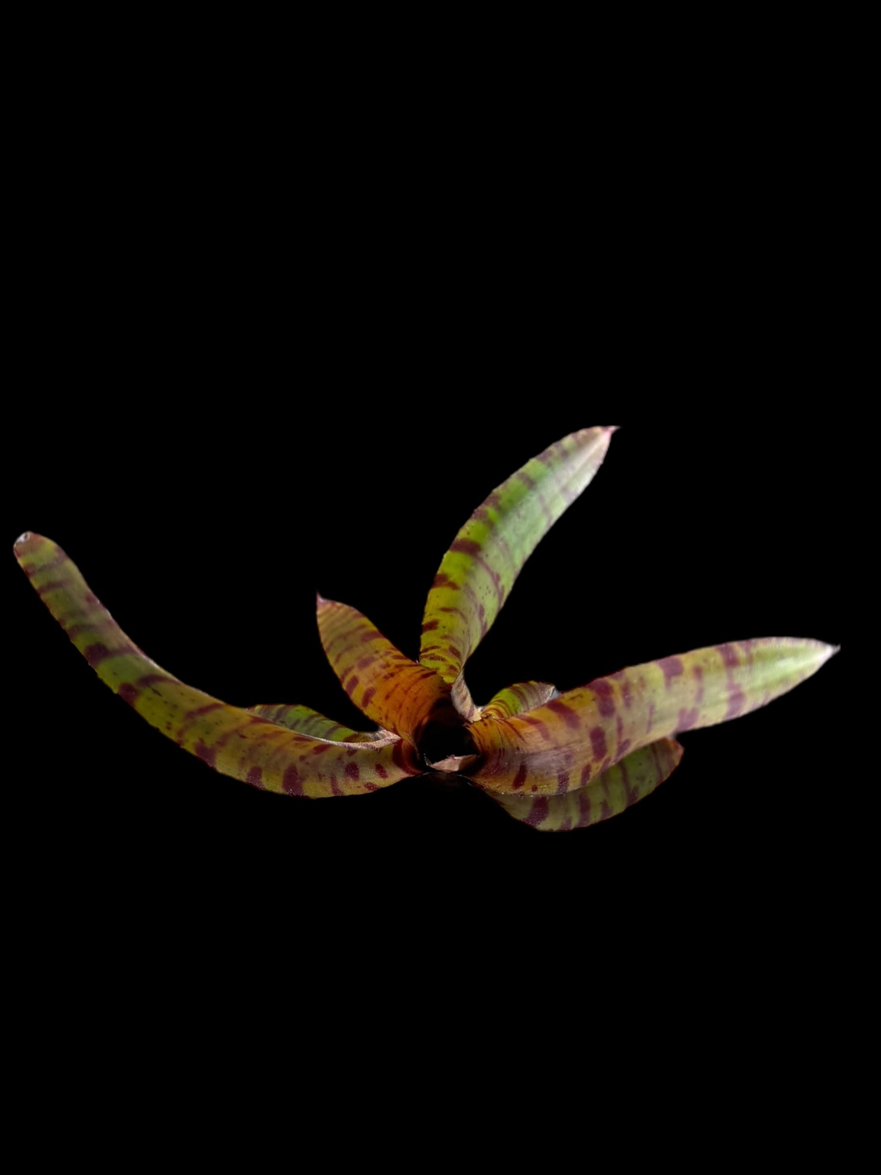 Neoregelia Bam!