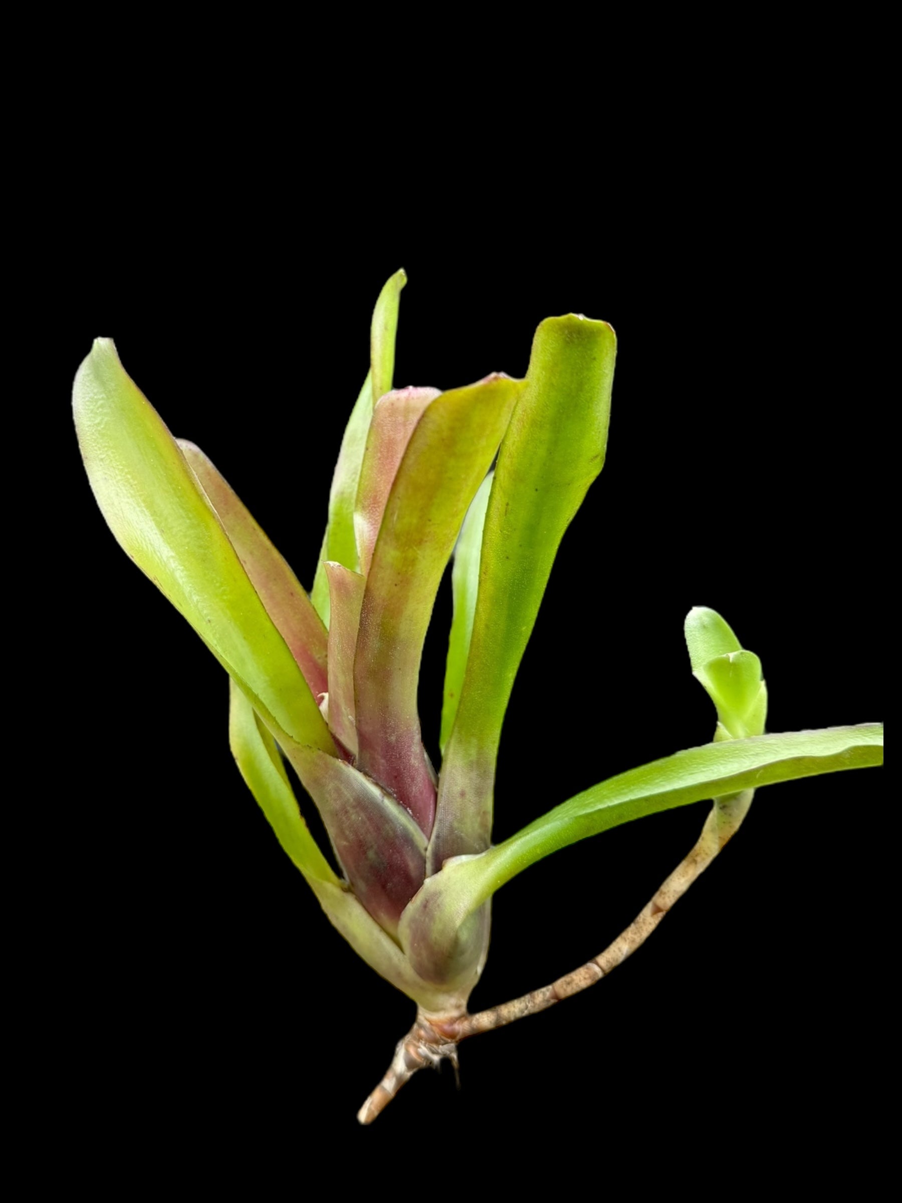 Neoregelia Chiquita Linda x Bébé