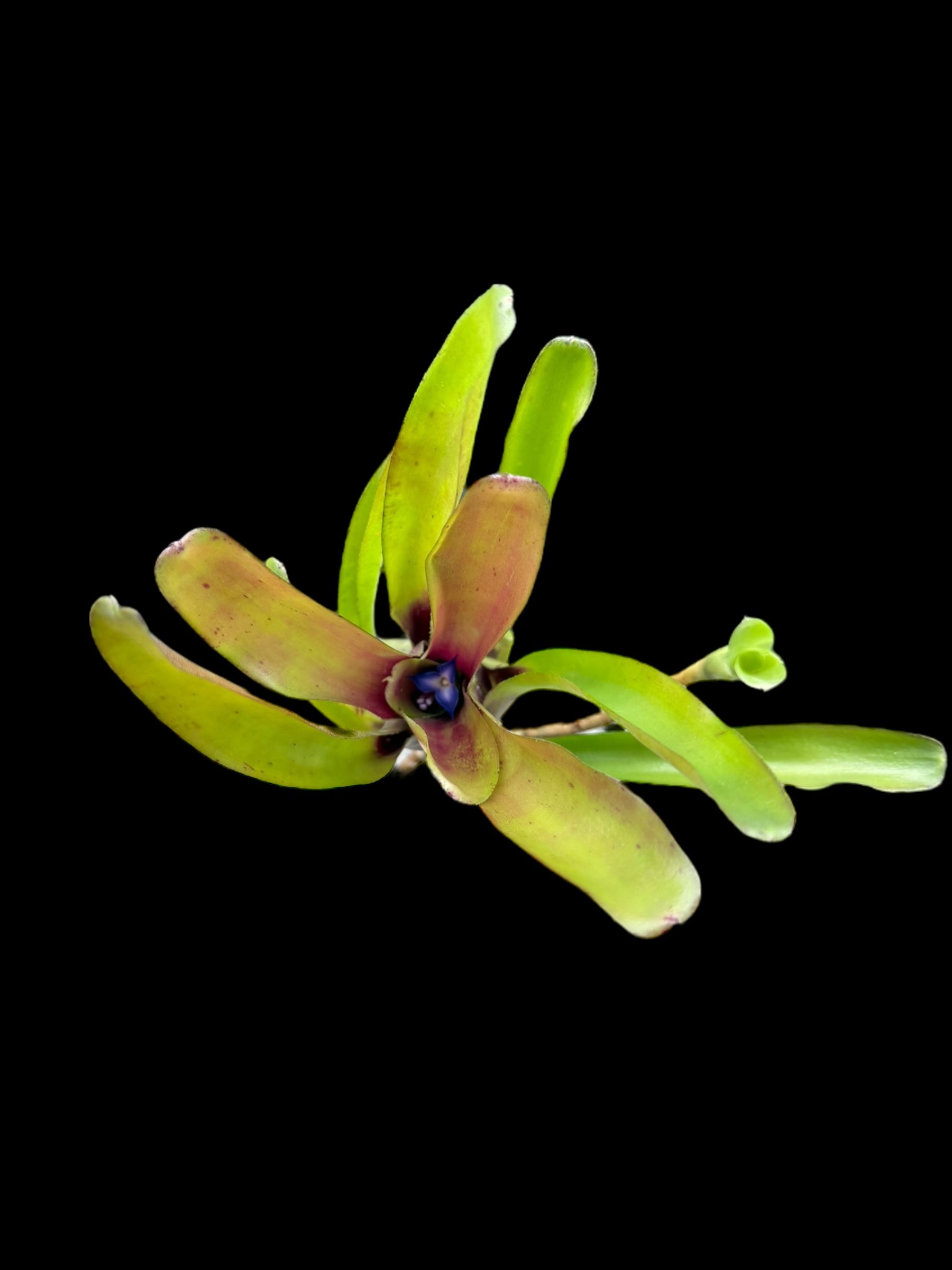 Neoregelia Chiquita Linda x Bébé
