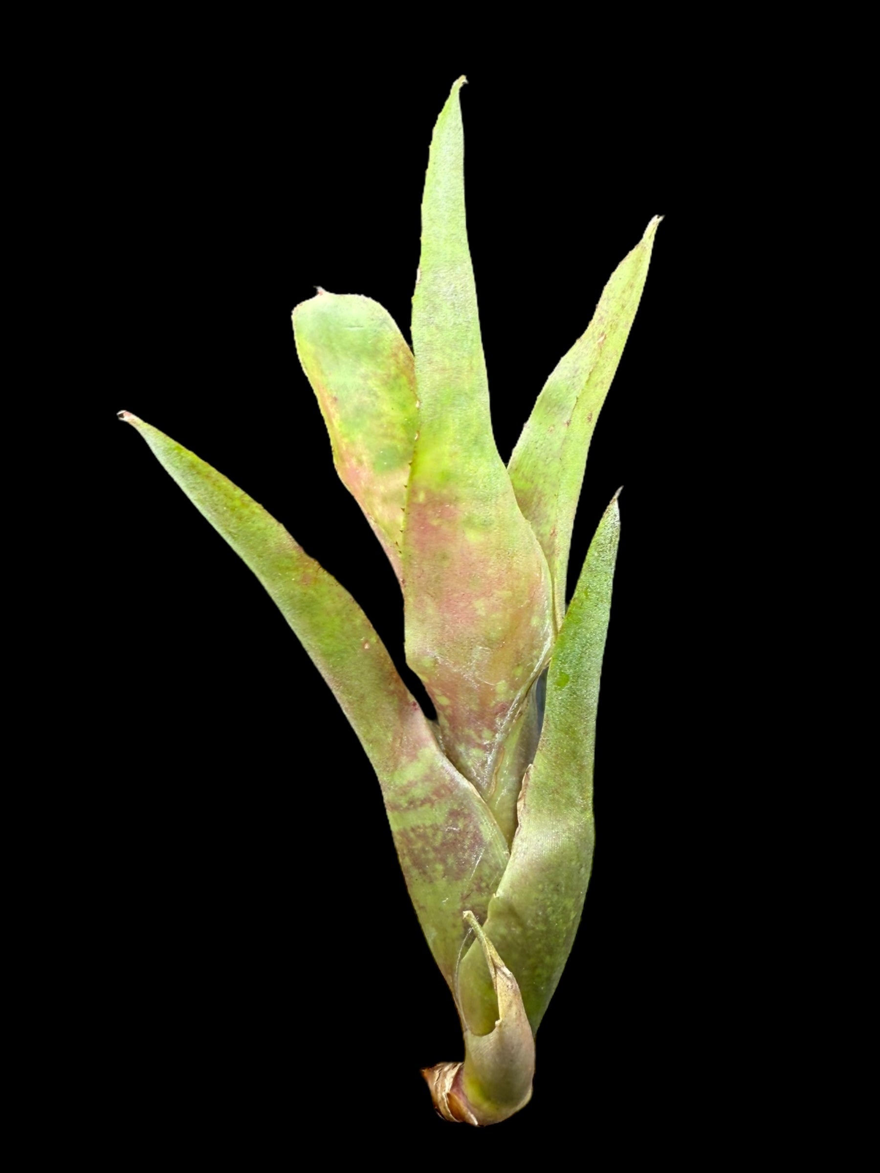 Neoregelia Candelabra