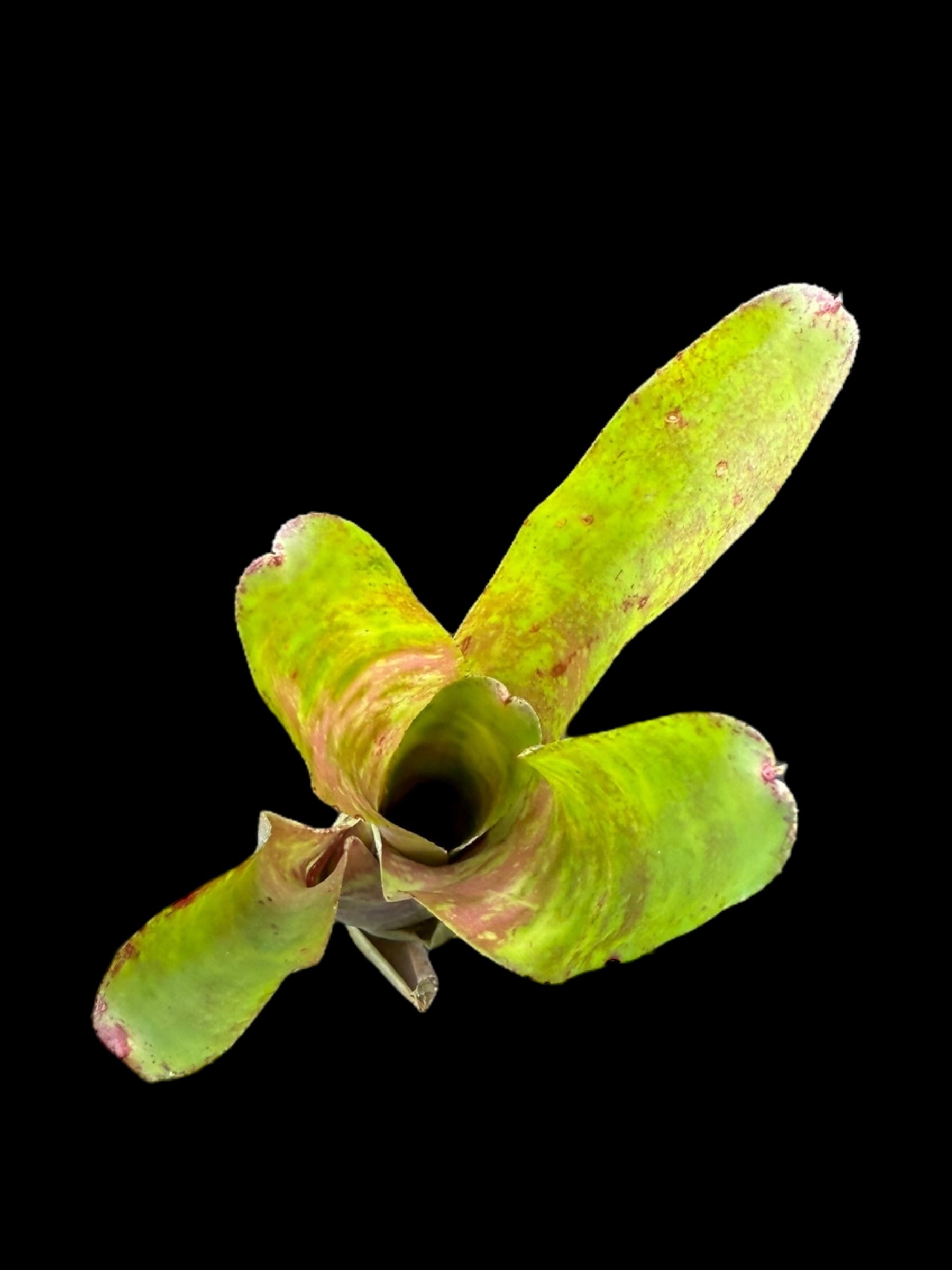 Neoregelia Candelabra