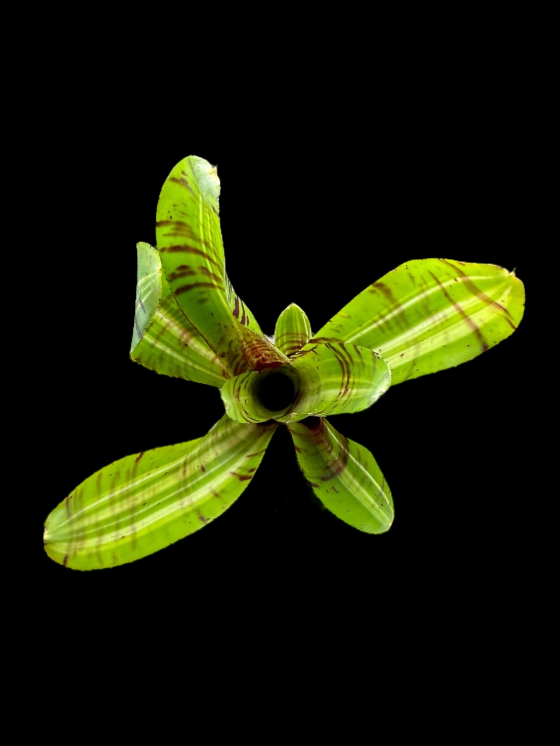 Chat de combat Neoregelia