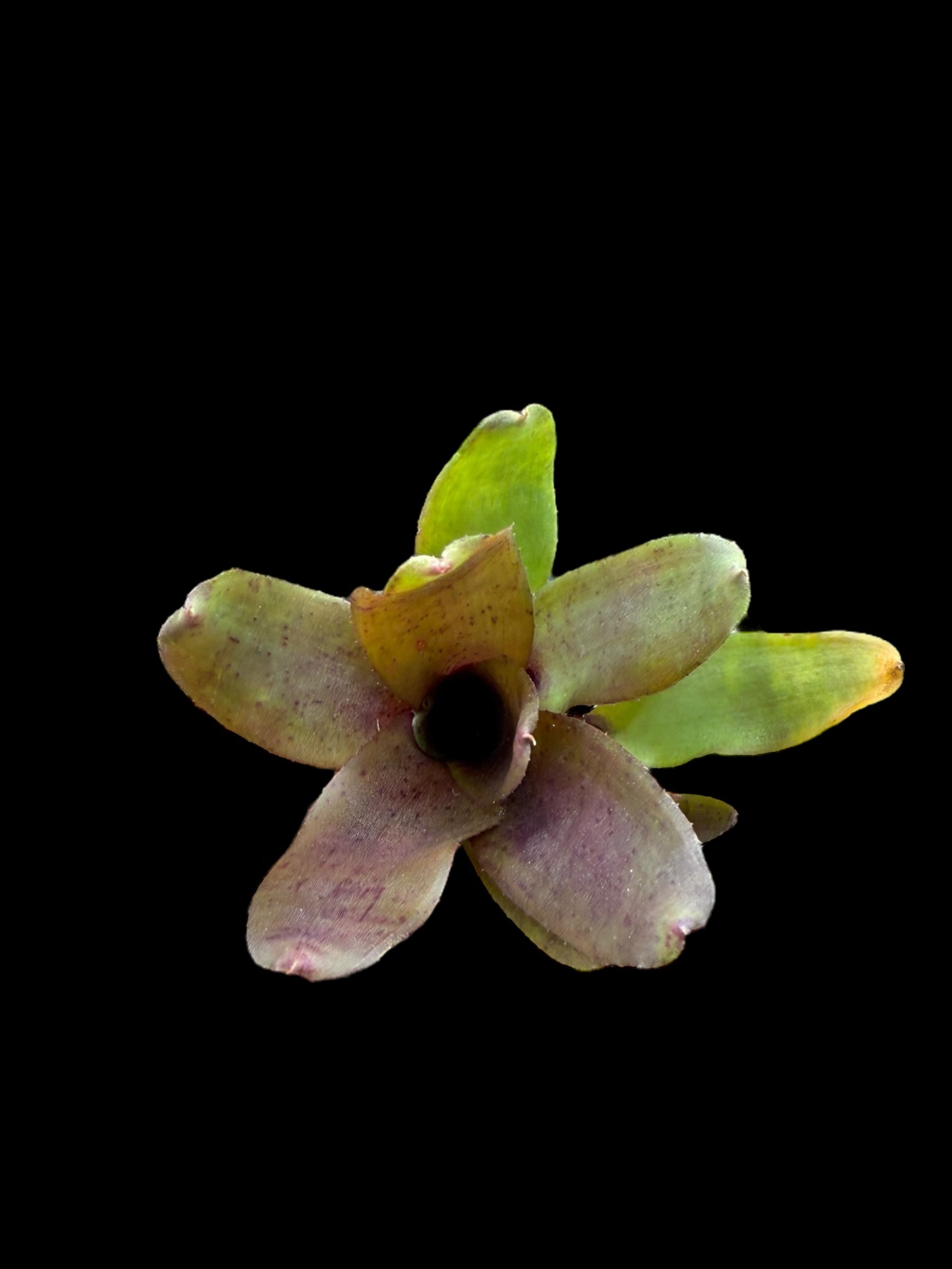 Neoregelia Mo Betta Please
