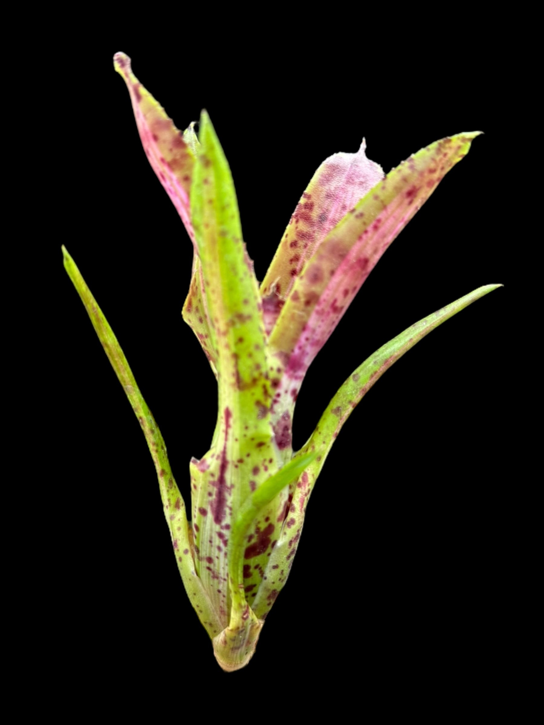 Neoregelia Chrissy