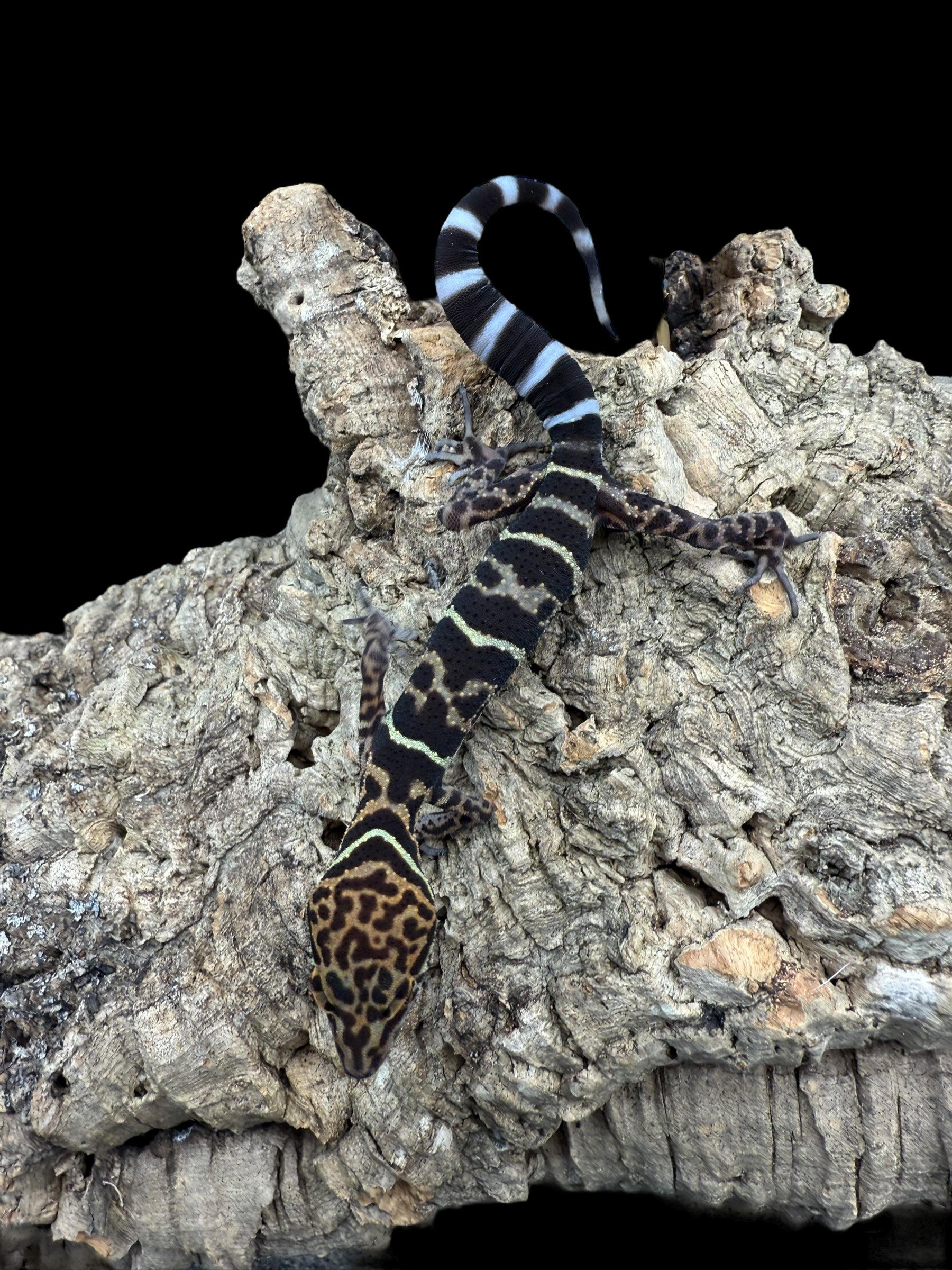 Yingde Cave Gecko (Goniurosaurus yingdeensis)