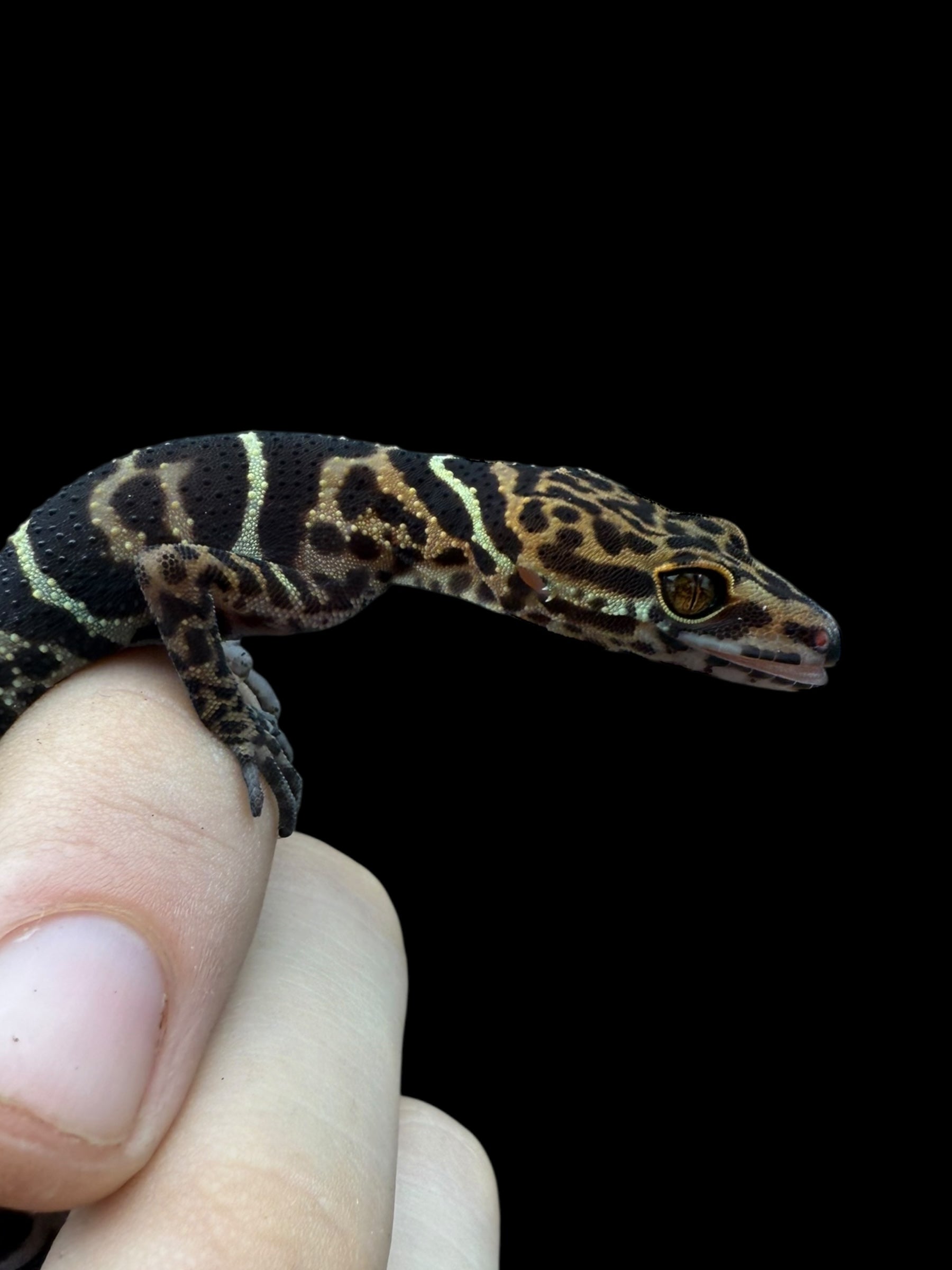 Yingde Cave Gecko (Goniurosaurus yingdeensis)