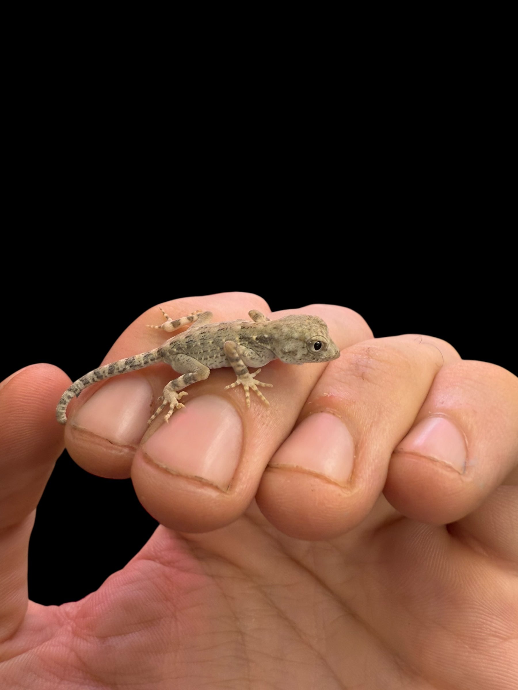 Scorpion Tail Gecko (Pristurus carteri)