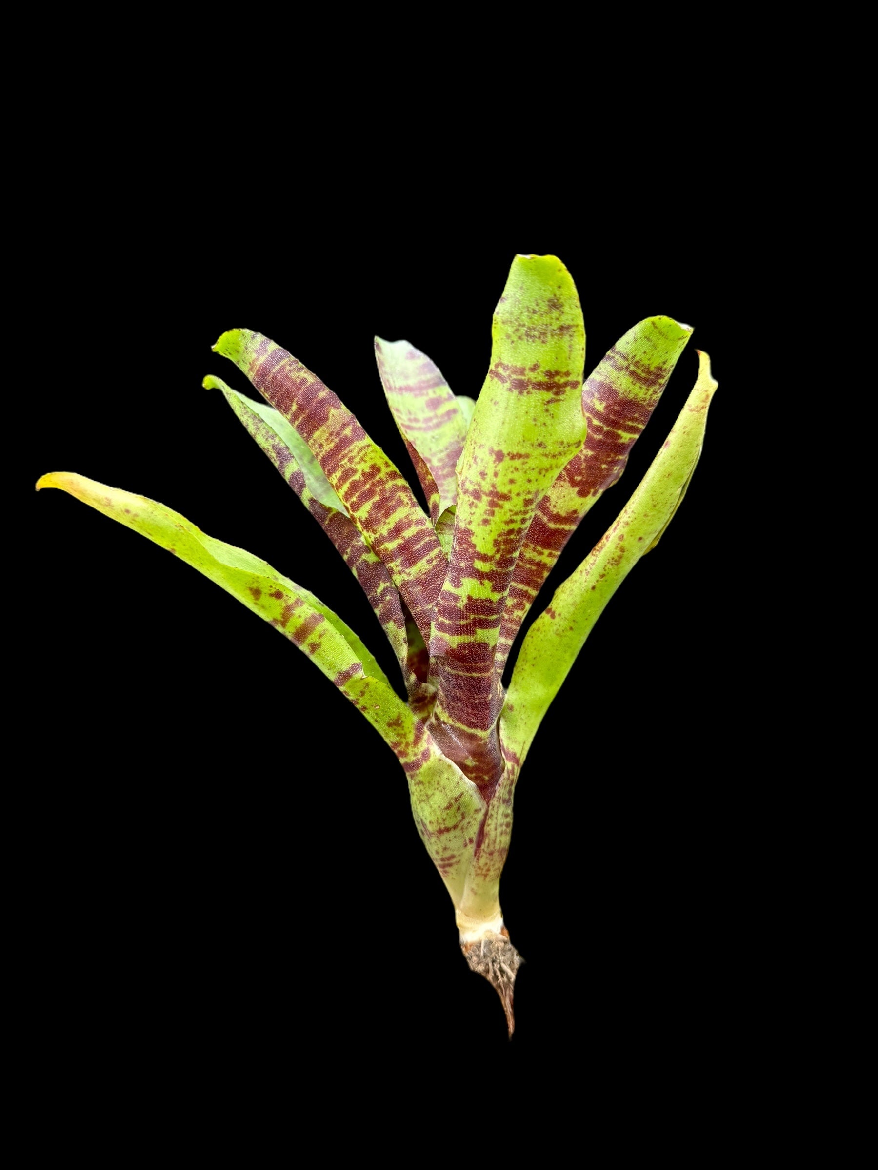 Neoregelia Brownie