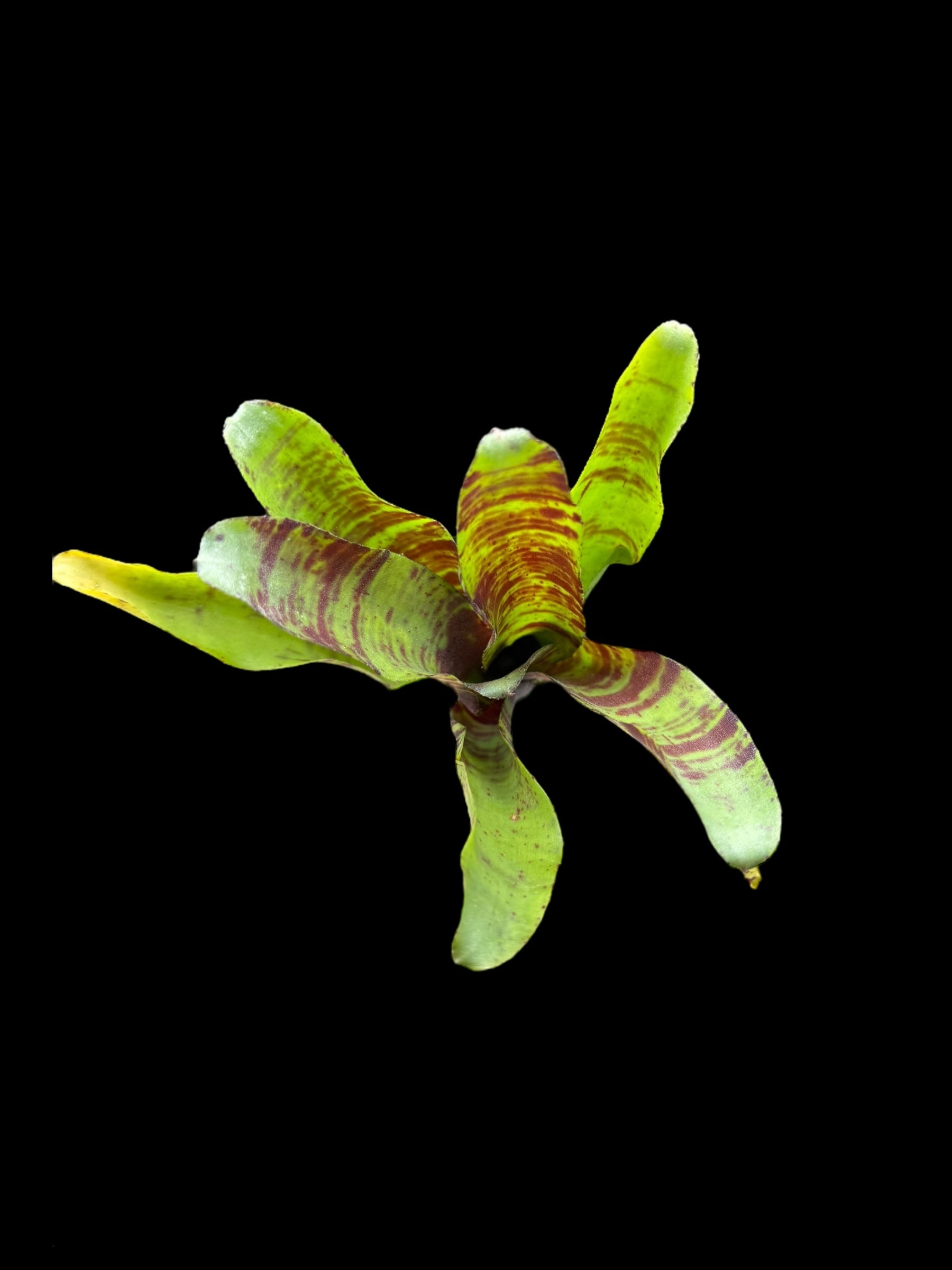 Neoregelia Brownie