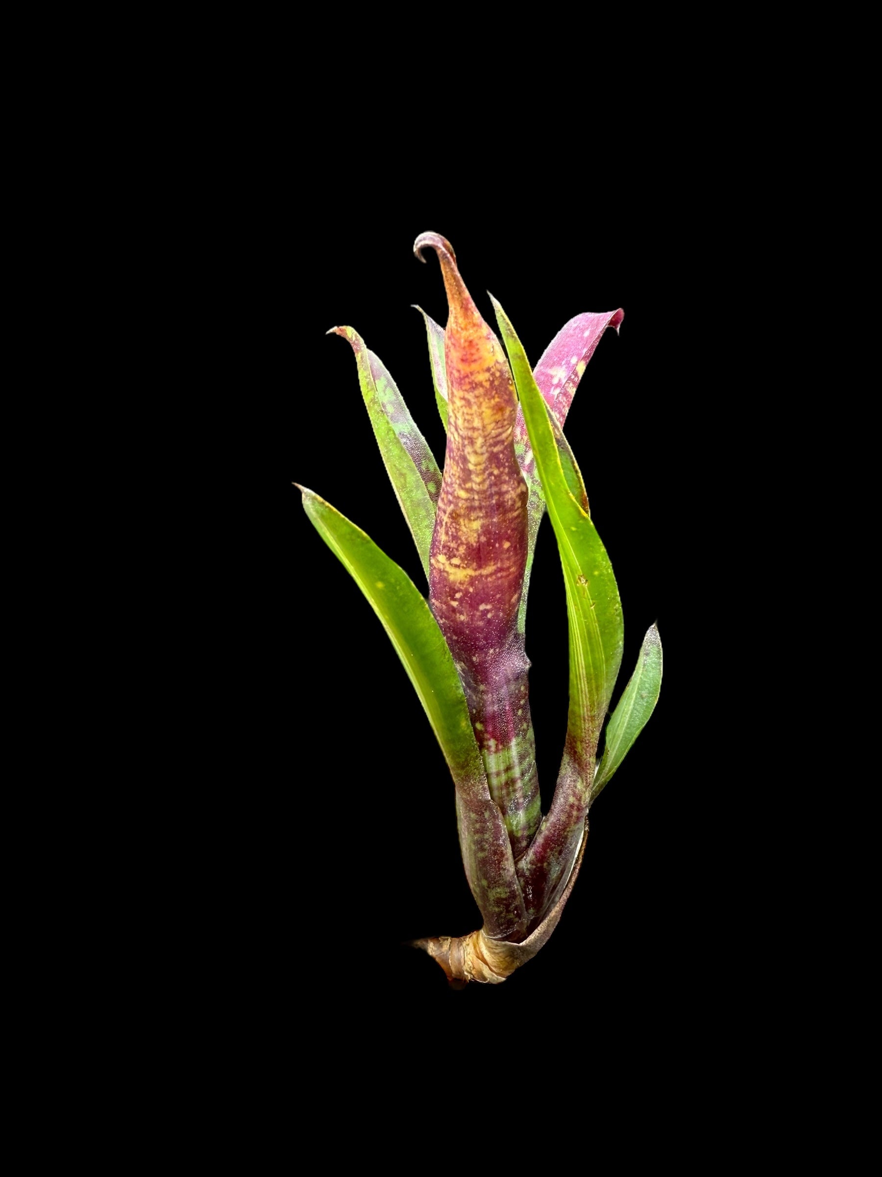 Neoregelia Rough and Ready