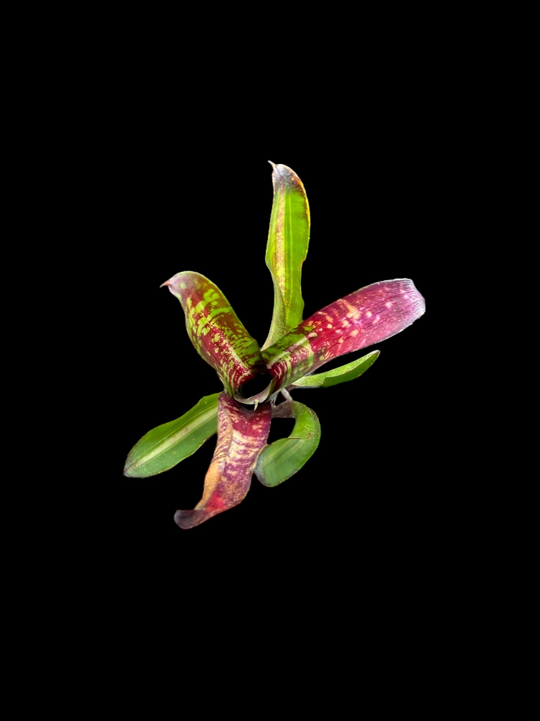 Neoregelia Rough and Ready