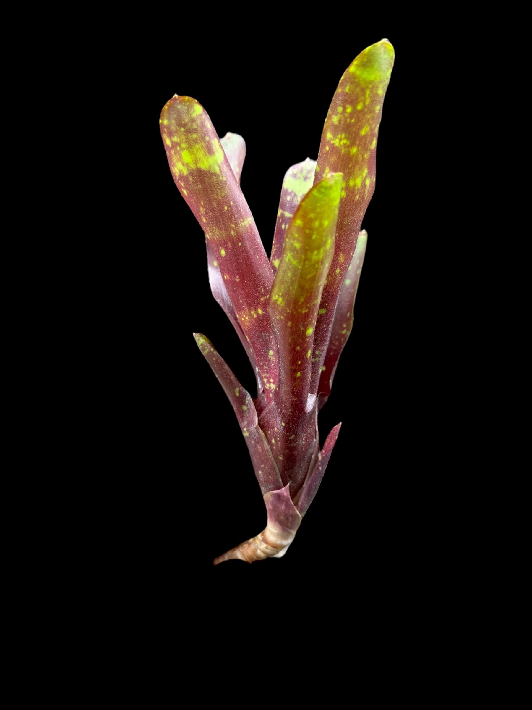 Neoregelia Royal Burgundy x boule de feu