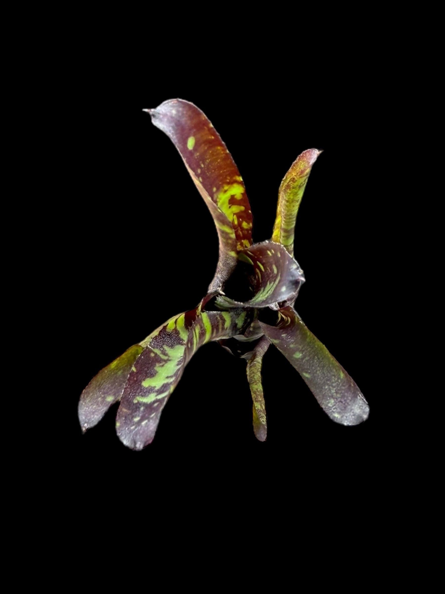 Neoregelia Midnight x dungsiana