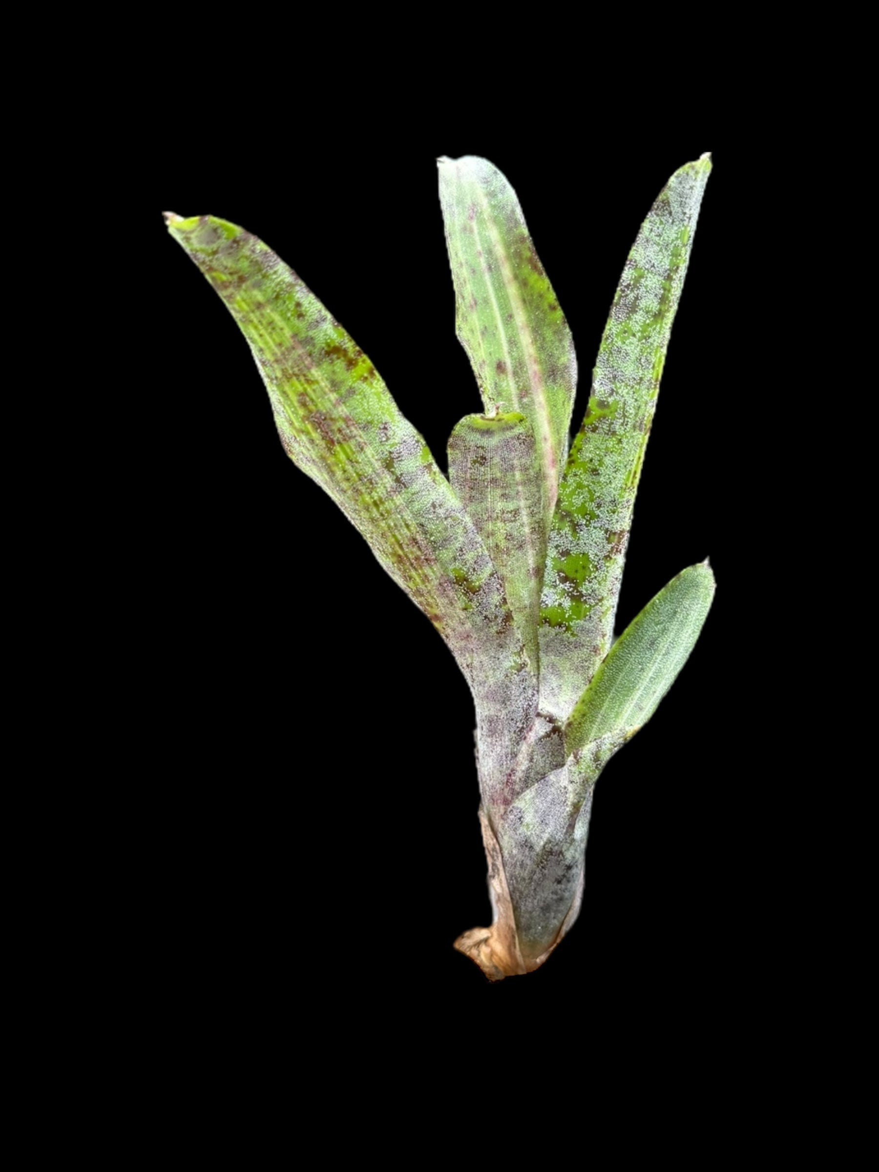 Neoregelia tacheté du Gabon