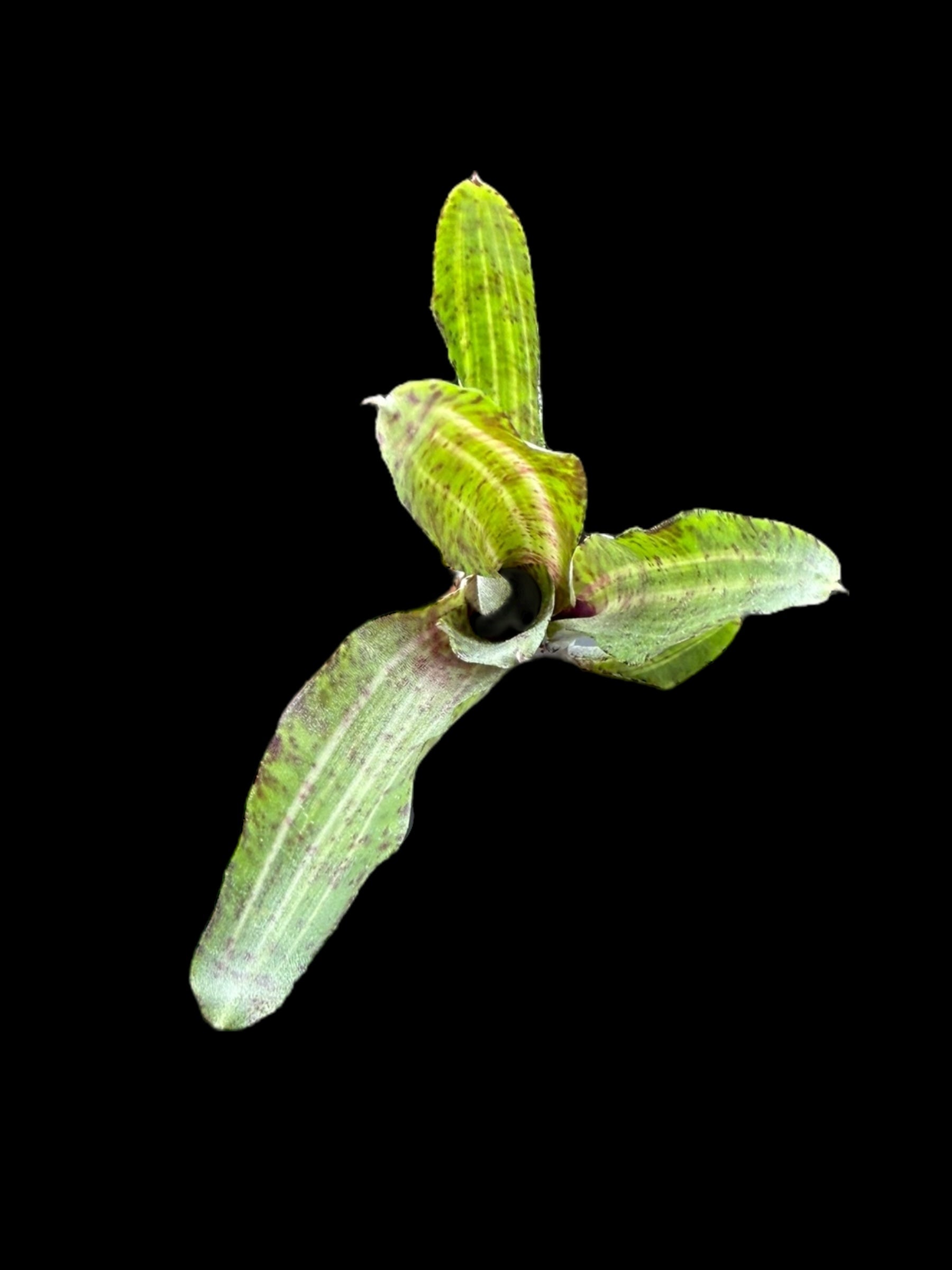 Neoregelia tacheté du Gabon