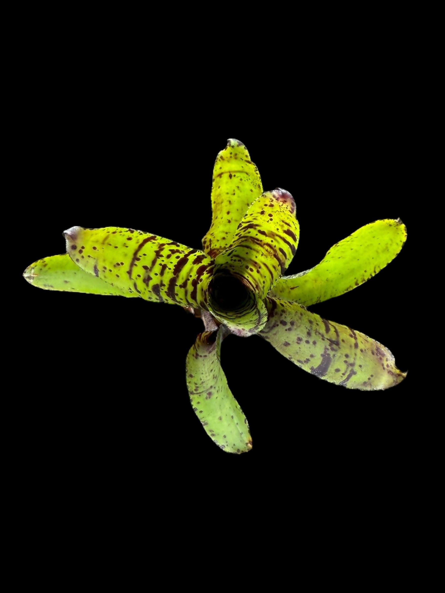 Neoregelia Jamocha