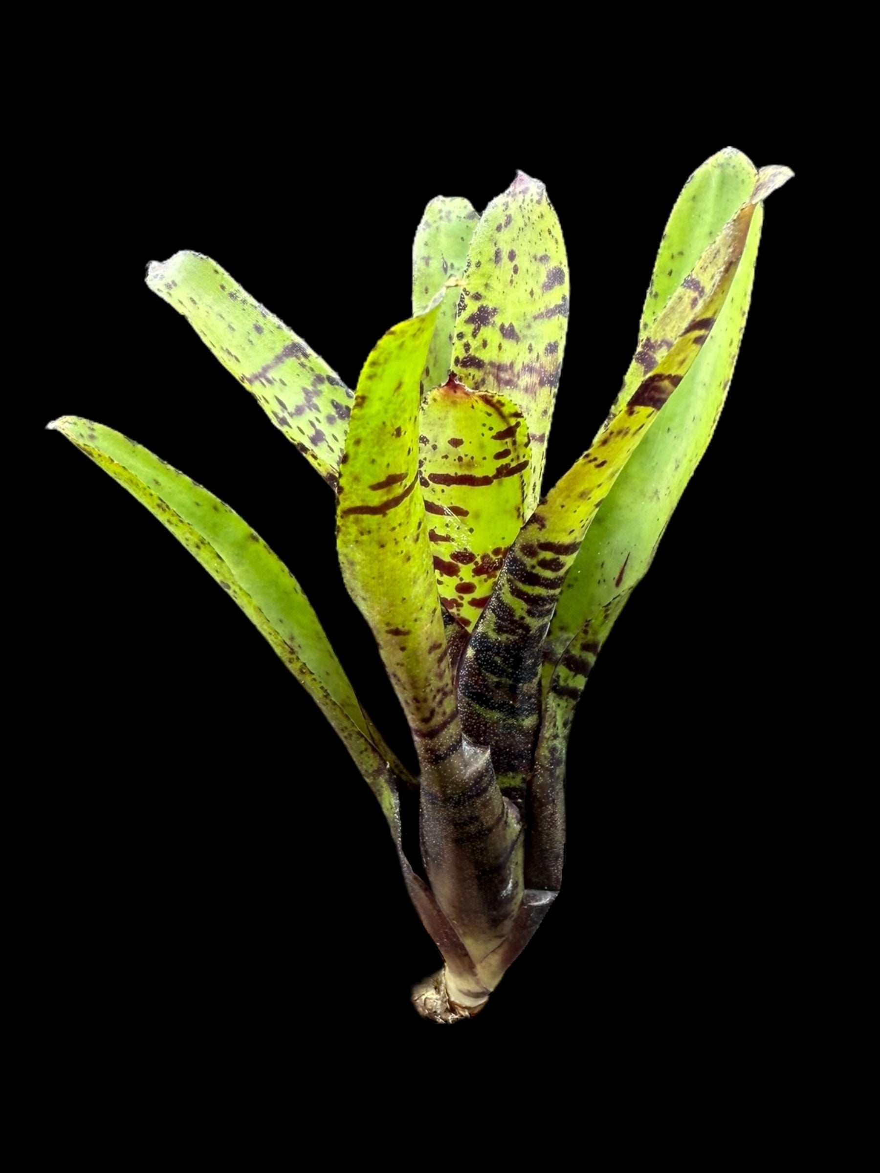 Neoregelia Jamocha