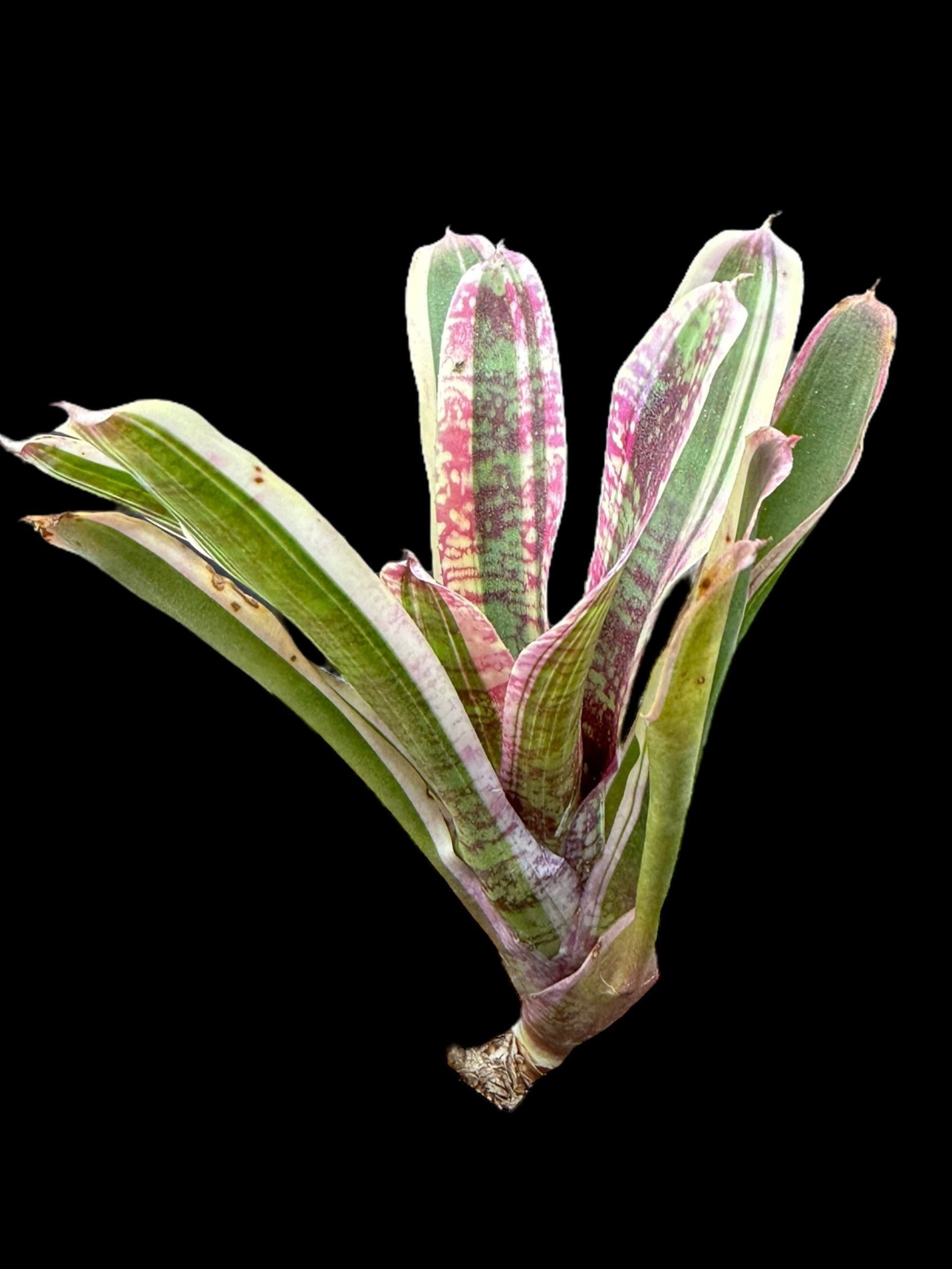 Discours d'ouverture de Neoregelia