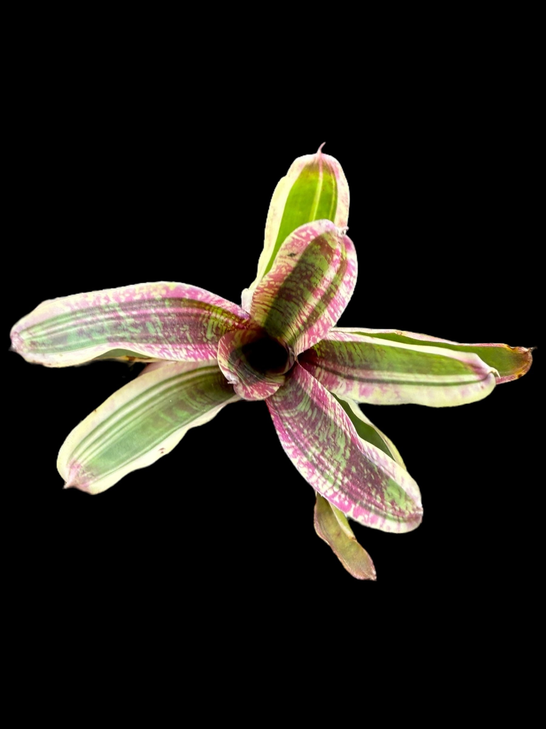 Discours d'ouverture de Neoregelia
