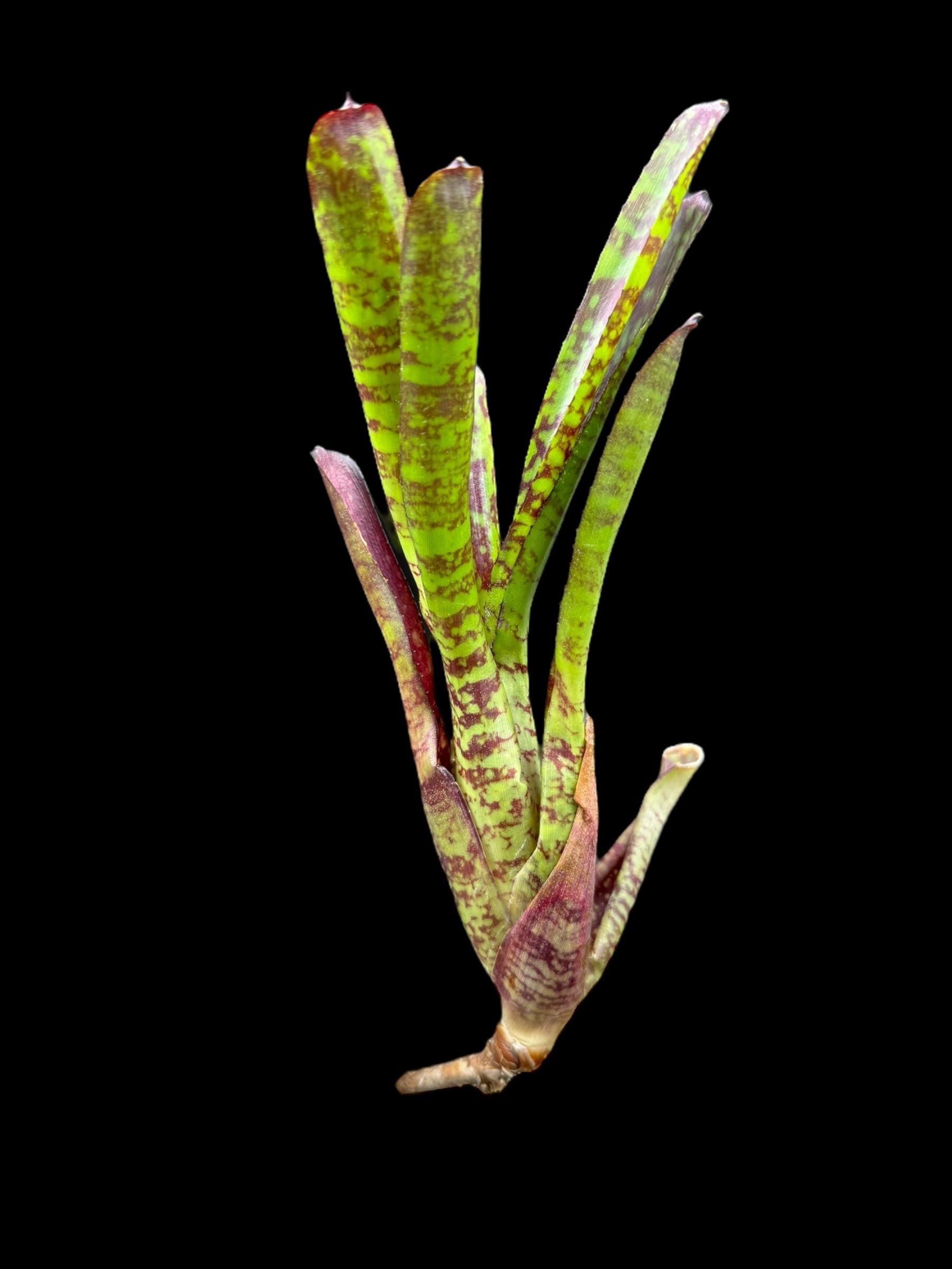 Neoregelia Yankee Doodle