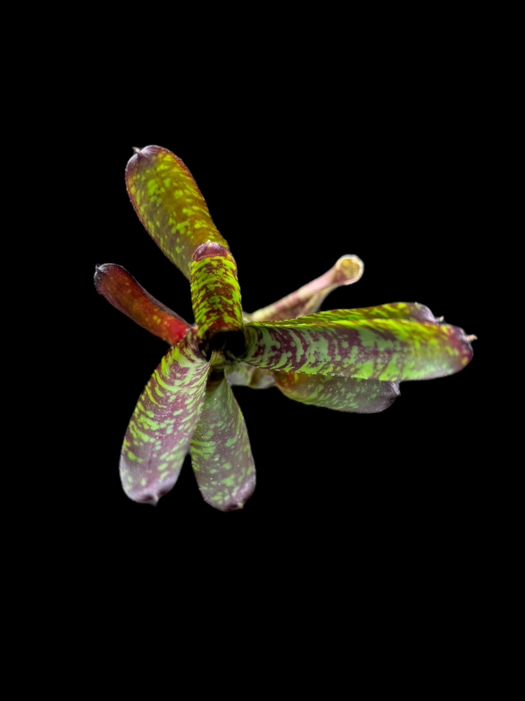 Neoregelia Yankee Doodle