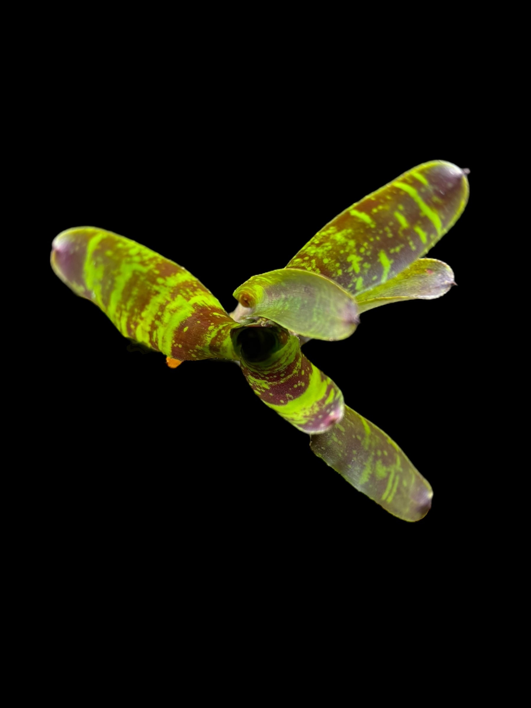 Neoregelia Howzit