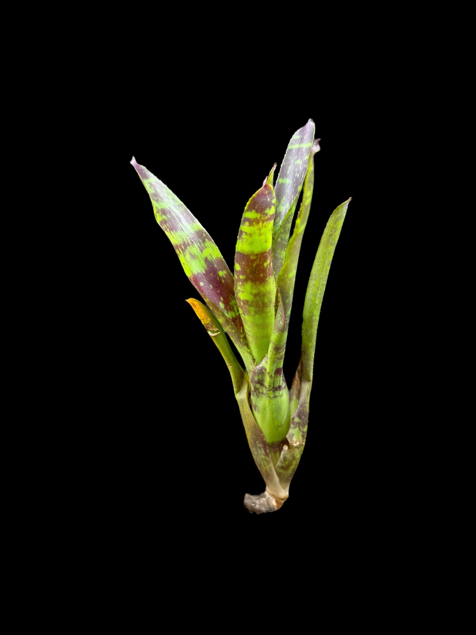 Neoregelia Howzit