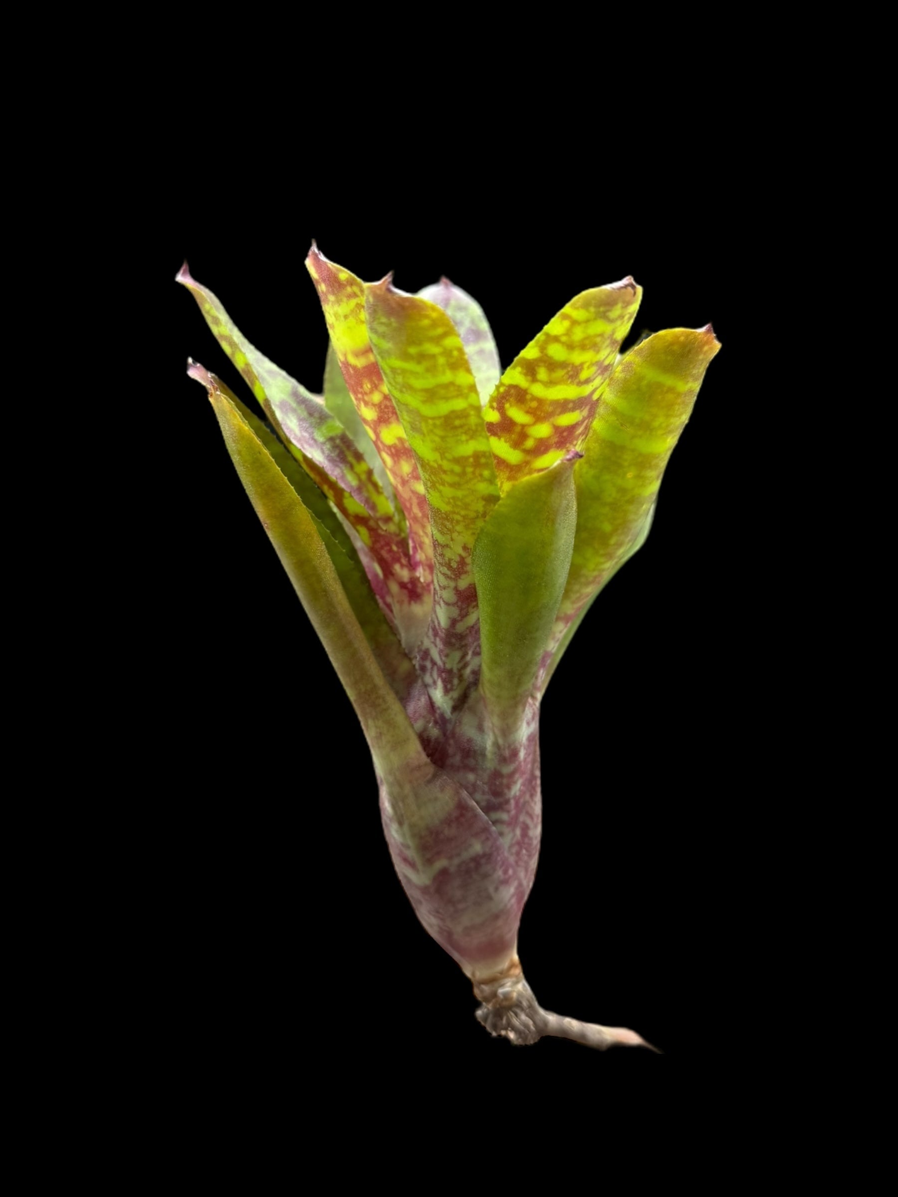 Tigre sauvage Neoregelia