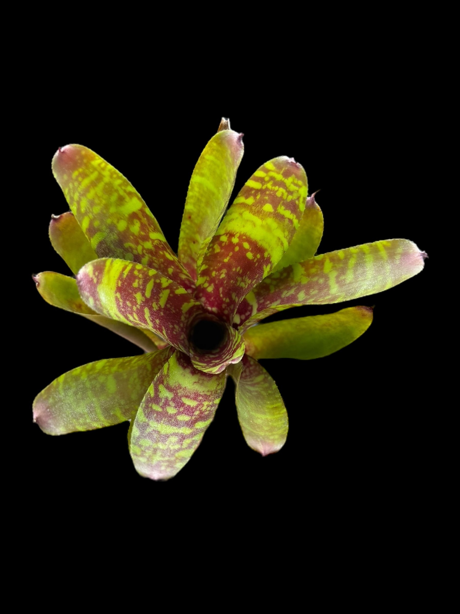 Tigre sauvage Neoregelia