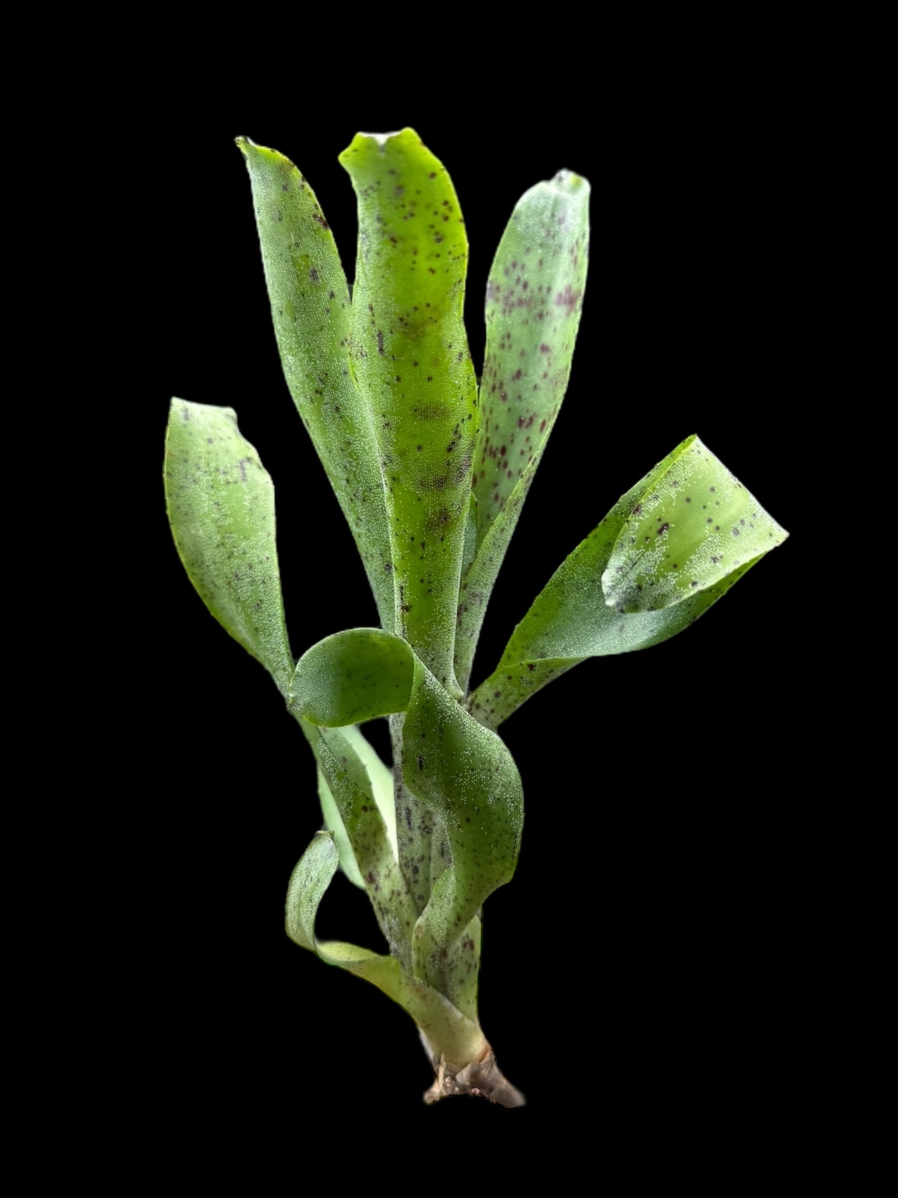 Neoregelia Lillipet